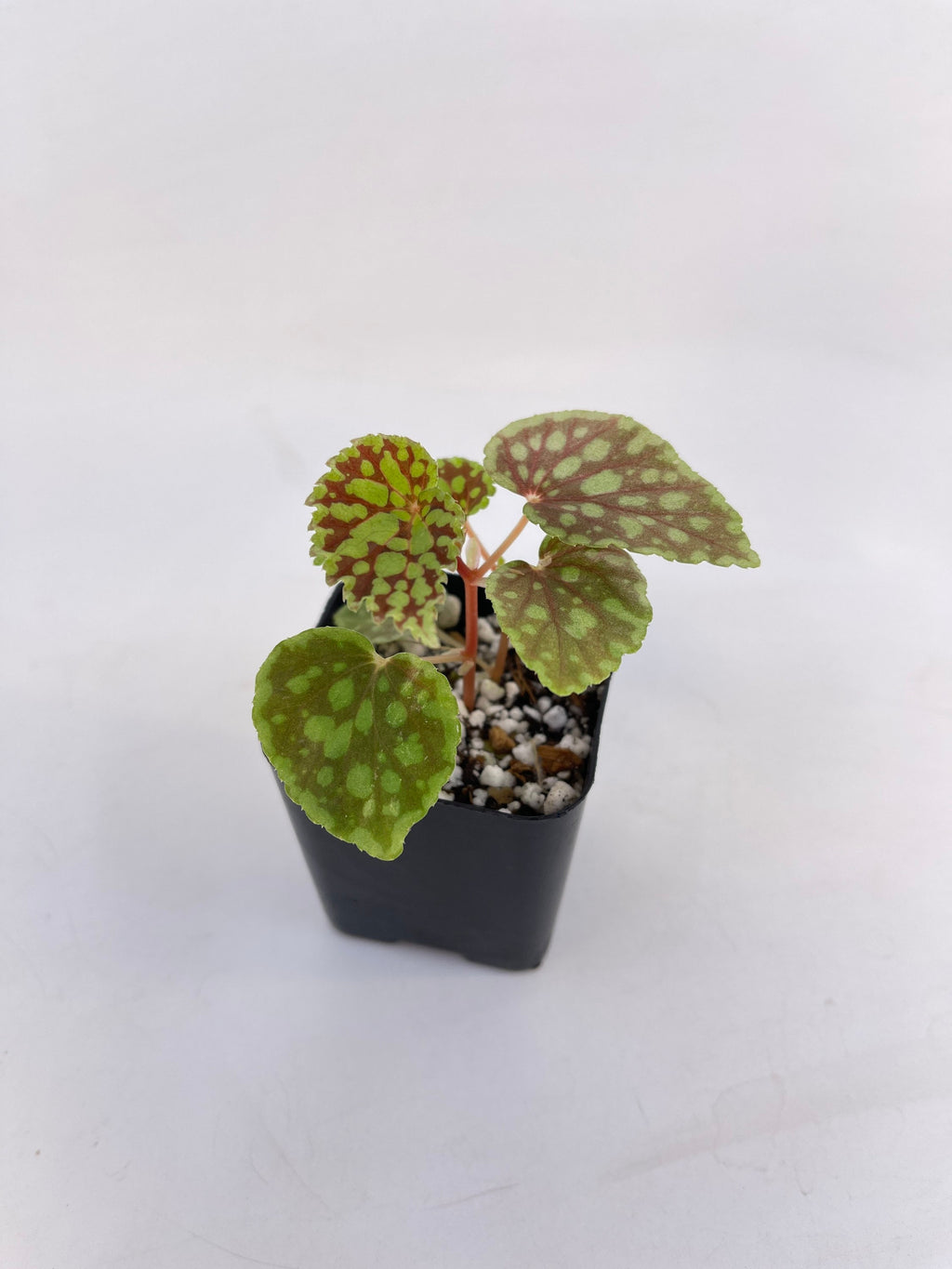 Begonia Chlorosticta ‘Red Form’