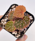 Begonia Botanicaz 7 ‘Urchin’
