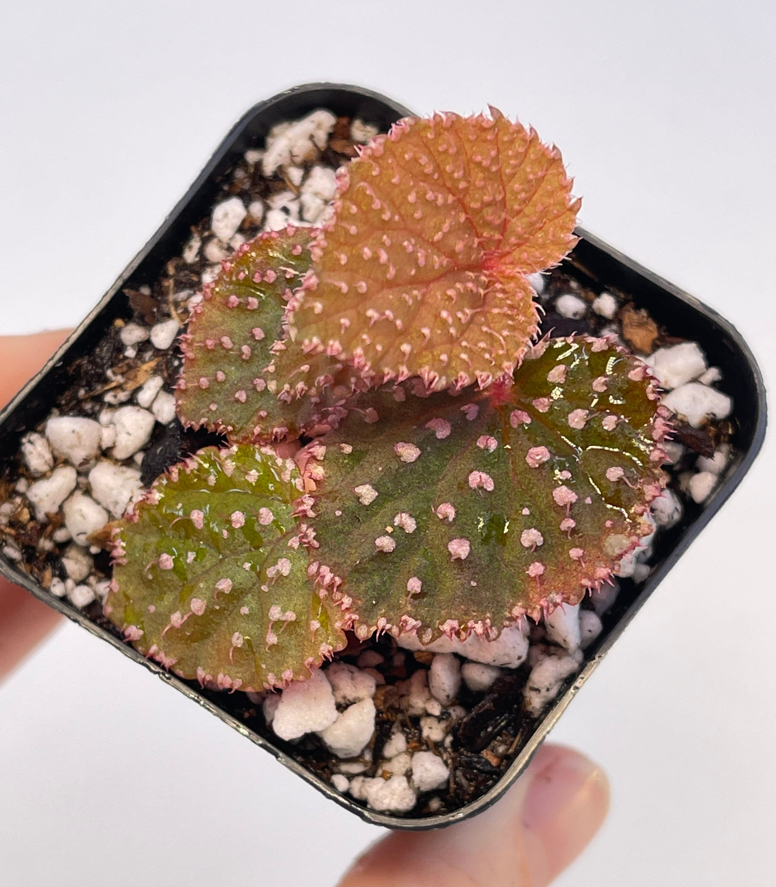 Begonia Botanicaz 7 ‘Urchin’