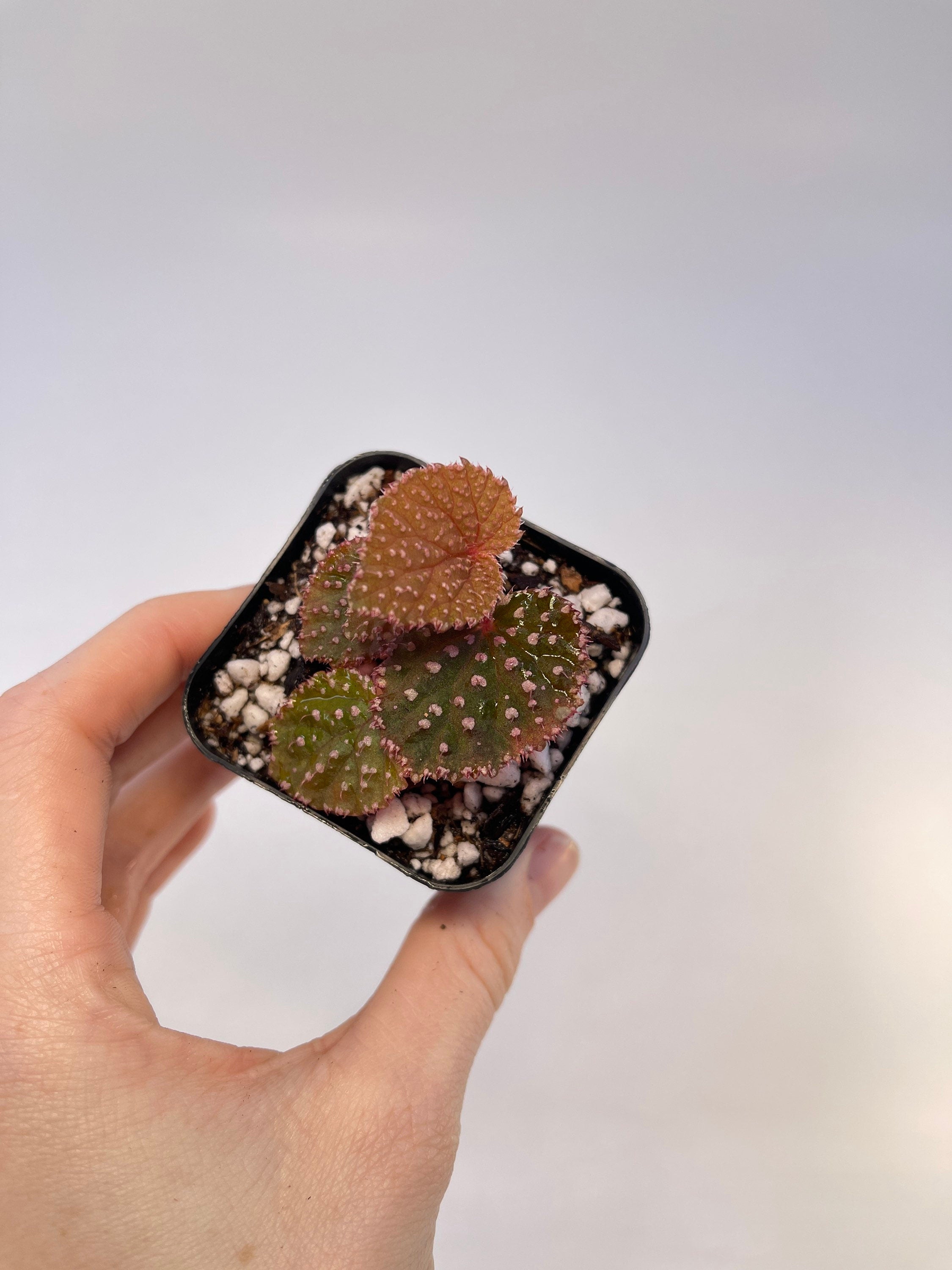 Begonia Botanicaz 7 ‘Urchin’