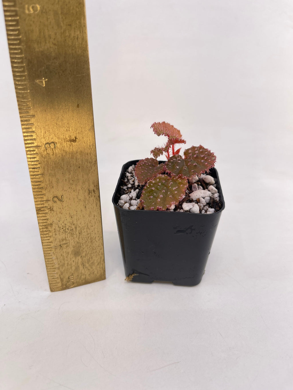 Begonia Botanicaz 7 ‘Urchin’