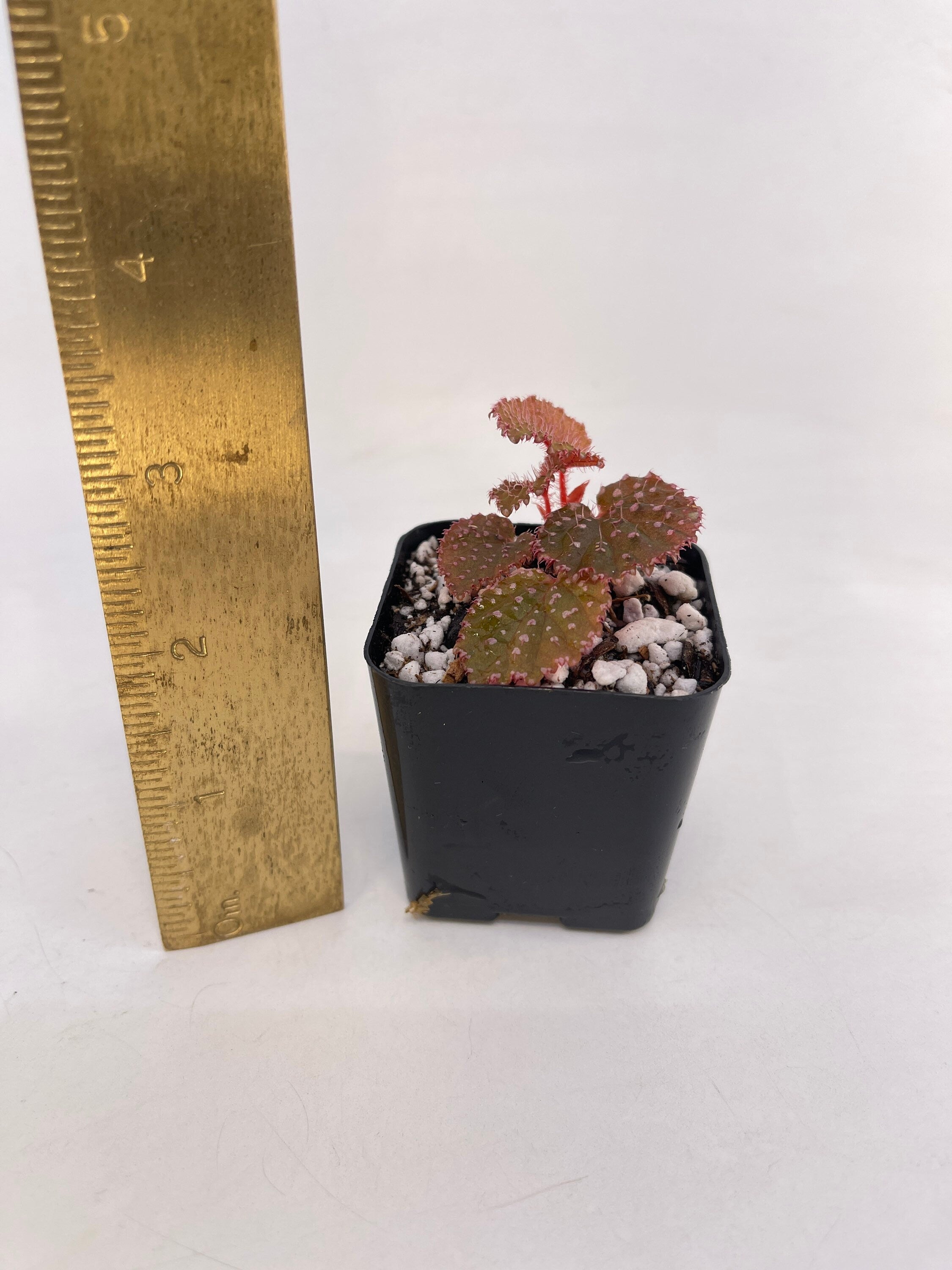 Begonia Botanicaz 7 ‘Urchin’