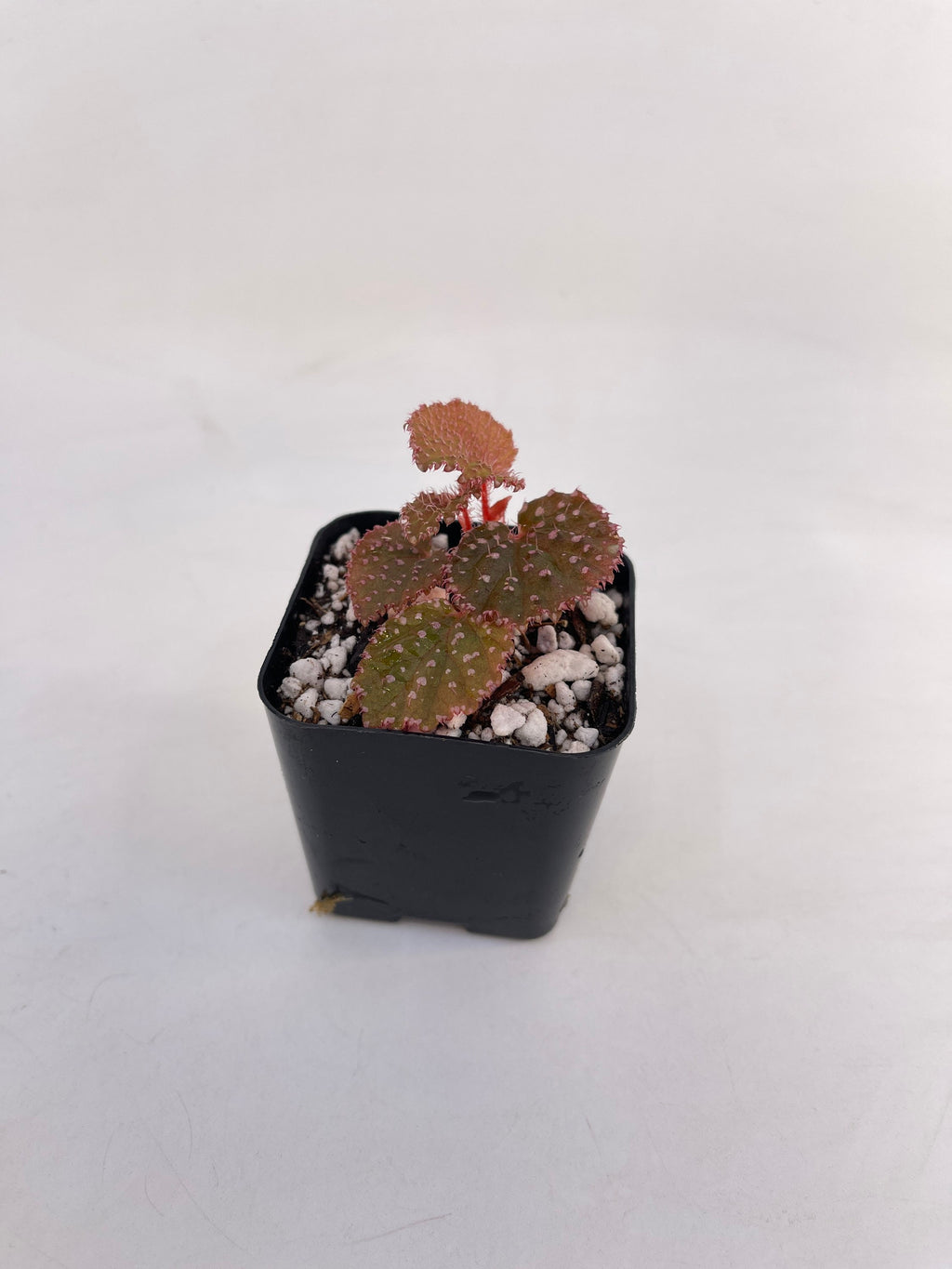 Begonia Botanicaz 7 ‘Urchin’