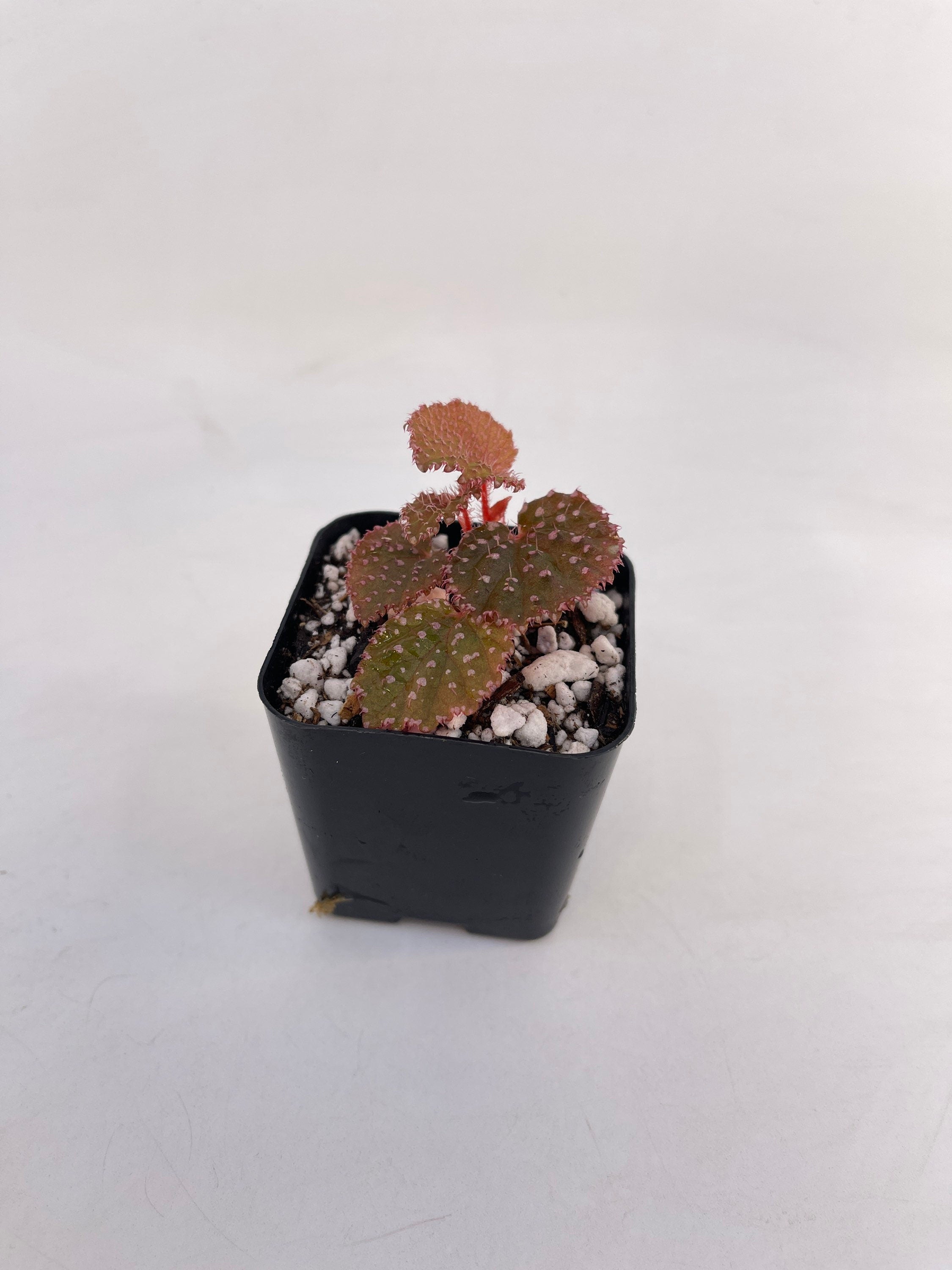 Begonia Botanicaz 7 ‘Urchin’