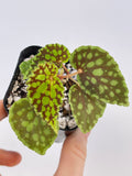 Begonia Chlorosticta ‘Red Form’
