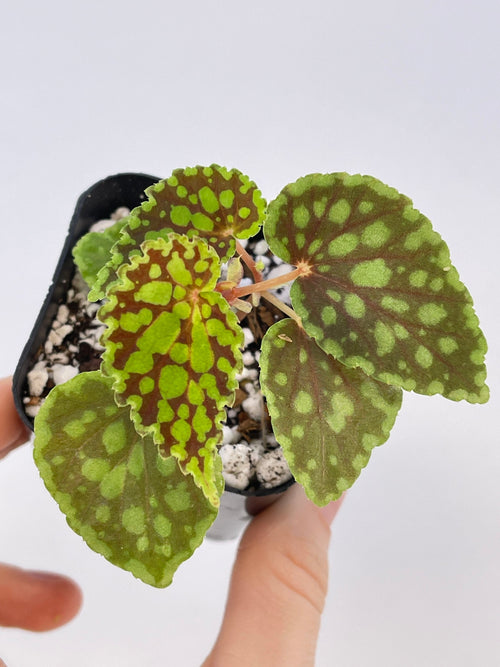 Begonia Chlorosticta ‘Red Form’
