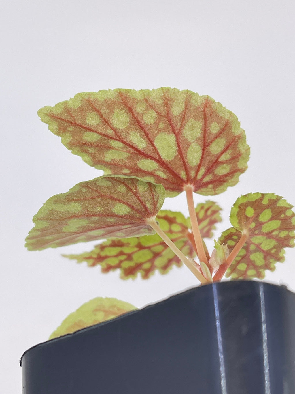 READY SOON Begonia Chlorosticta ‘Red Form’