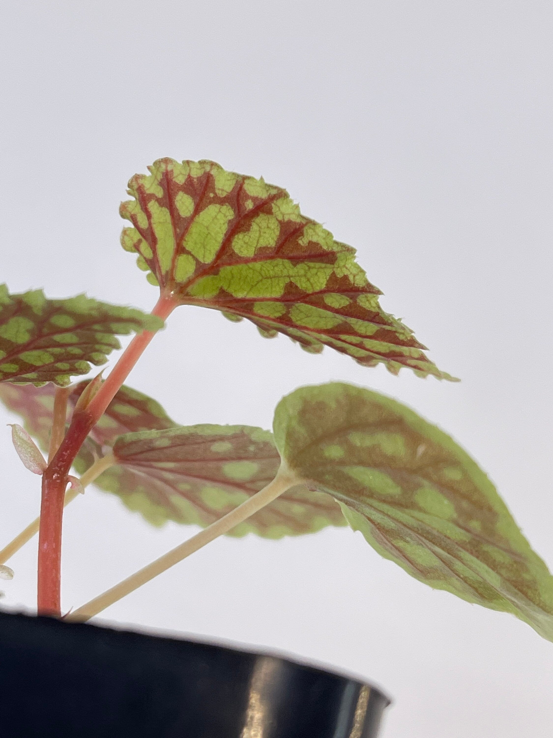 READY SOON Begonia Chlorosticta ‘Red Form’