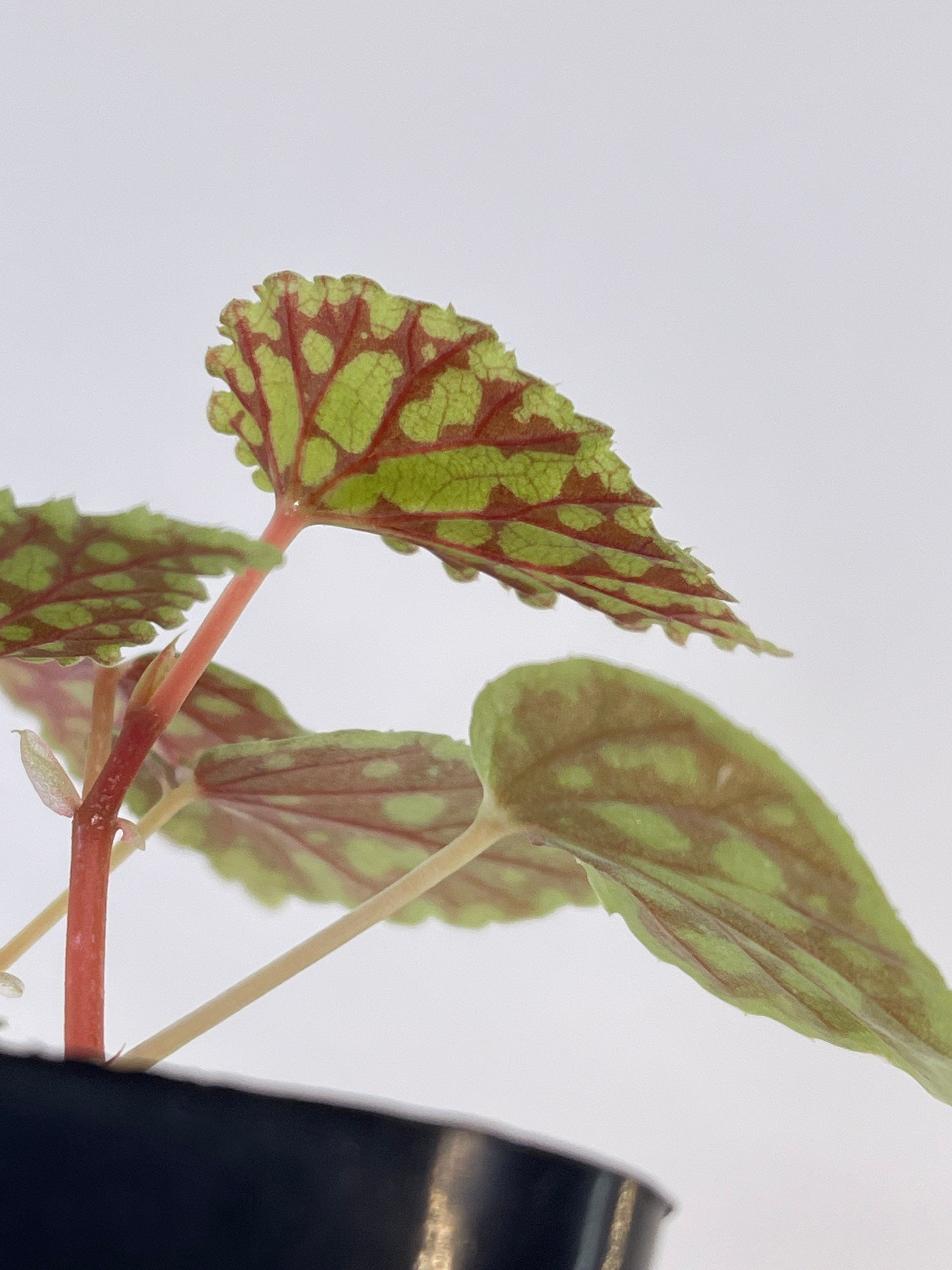 Begonia Chlorosticta ‘Red Form’