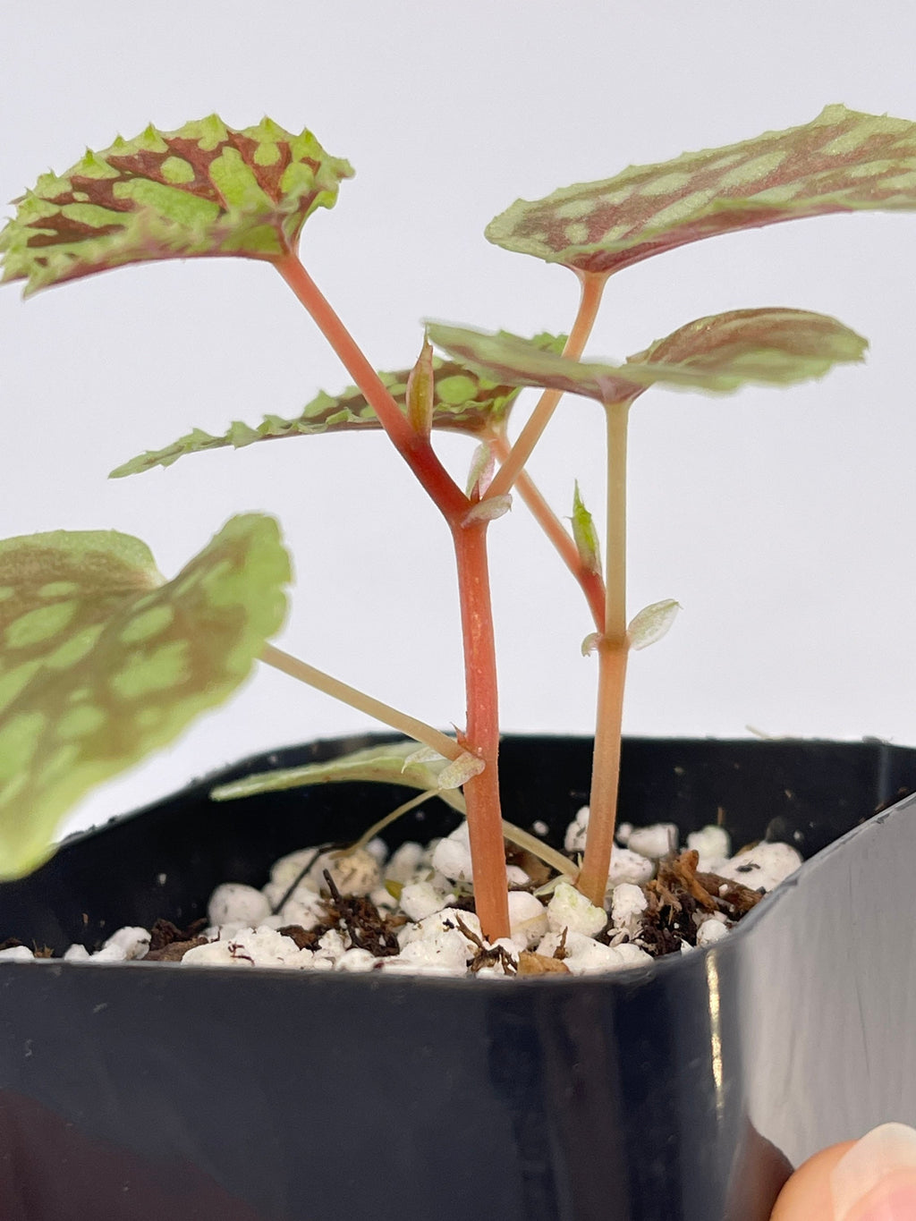 Begonia Chlorosticta ‘Red Form’