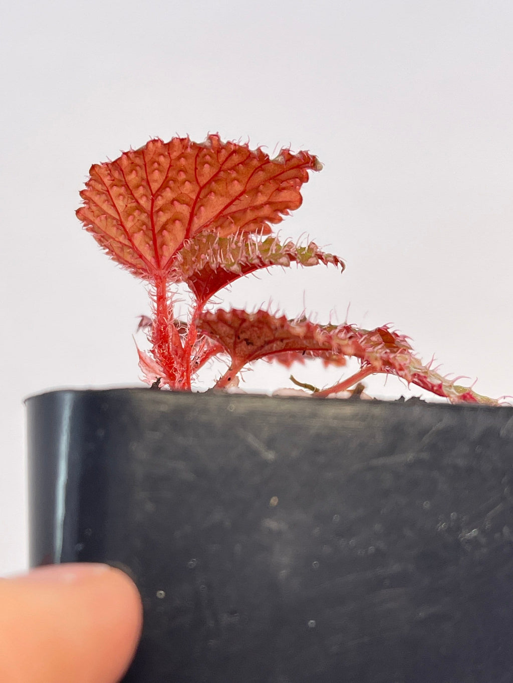 Begonia Botanicaz 7 ‘Urchin’