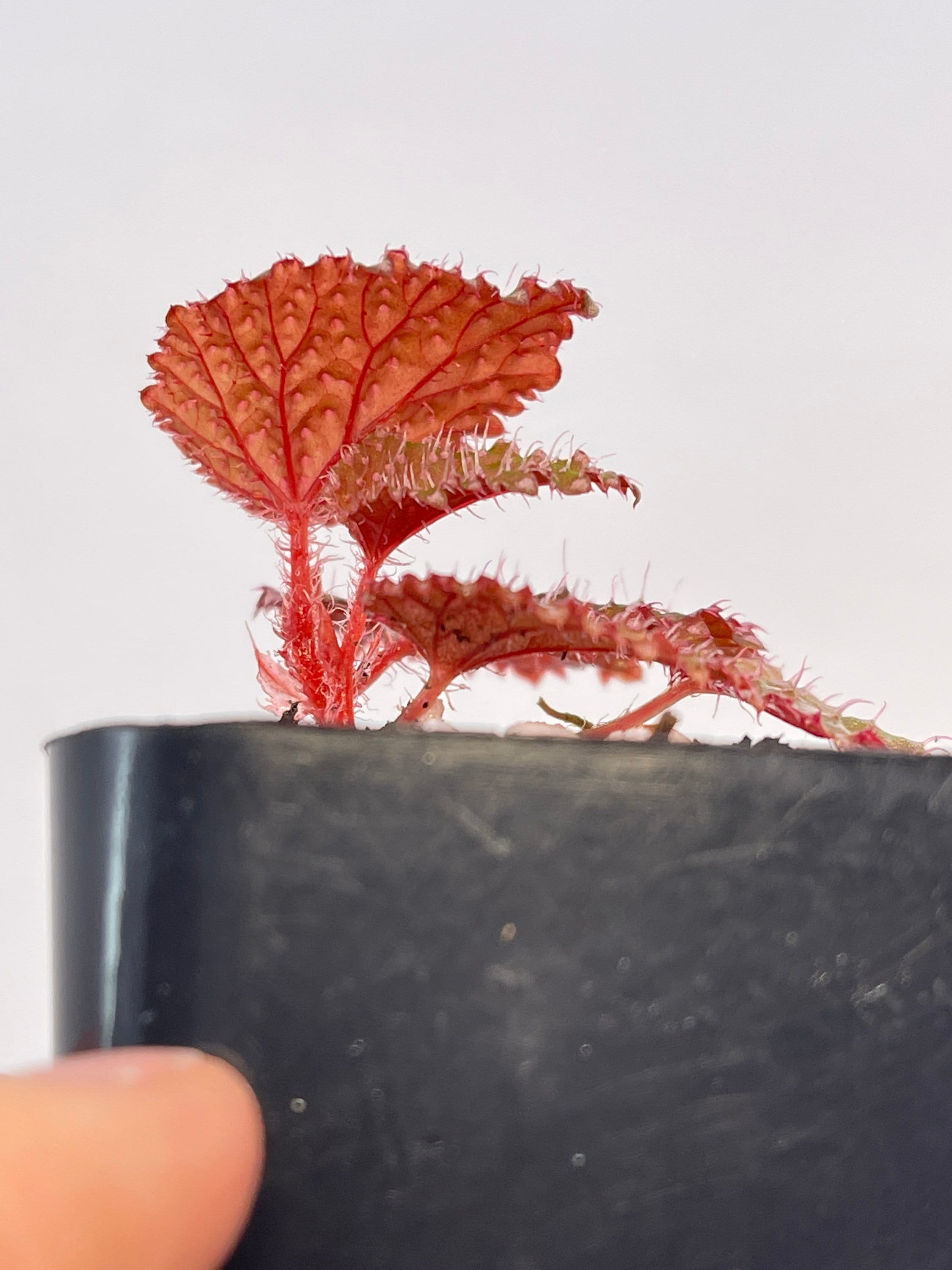 Begonia Botanicaz 7 ‘Urchin’
