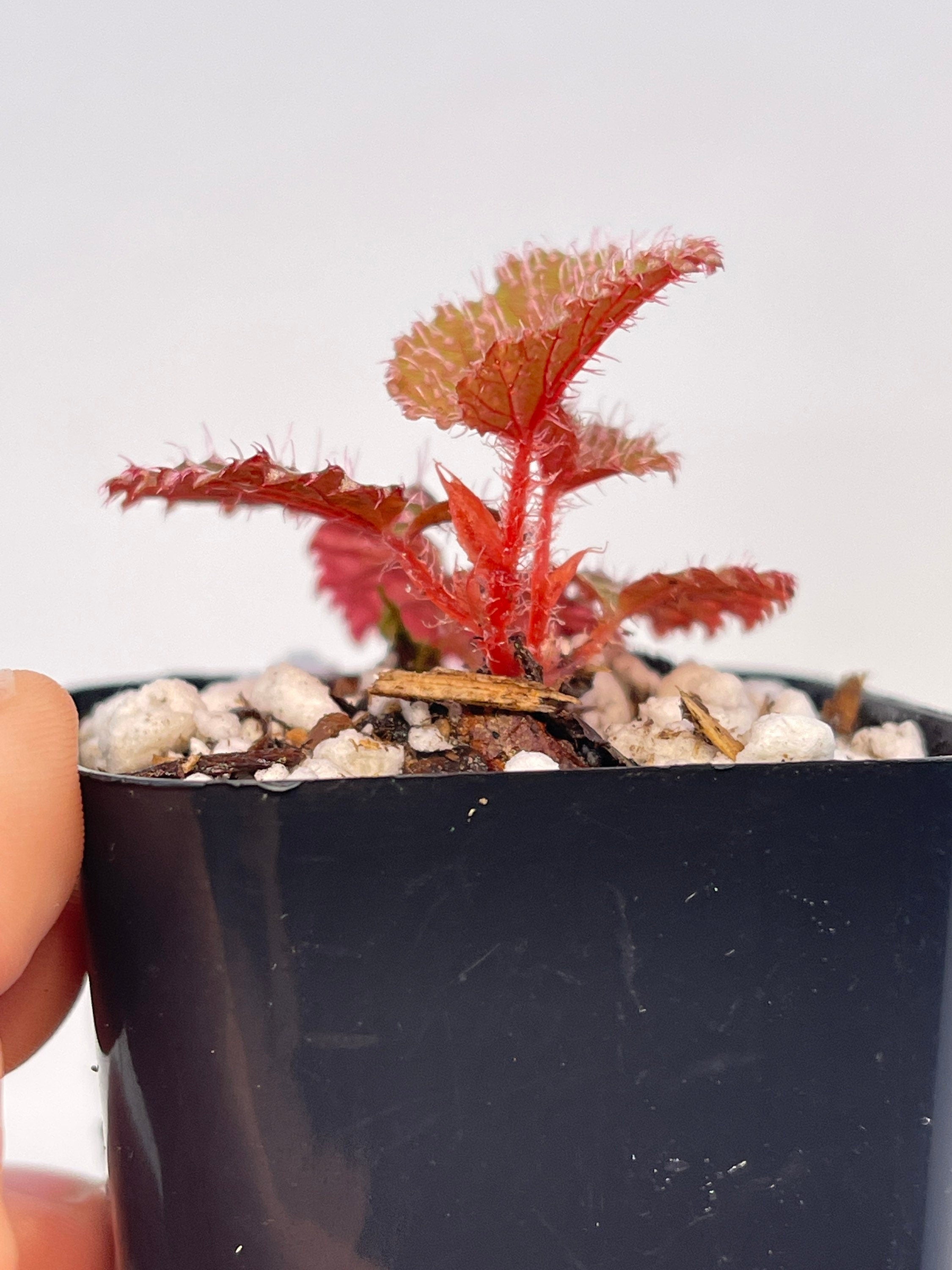 Begonia Botanicaz 7 ‘Urchin’