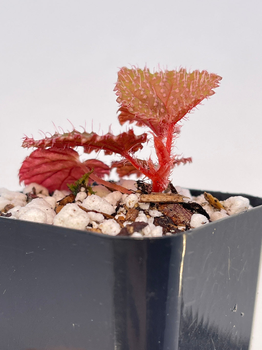 Begonia Botanicaz 7 ‘Urchin’