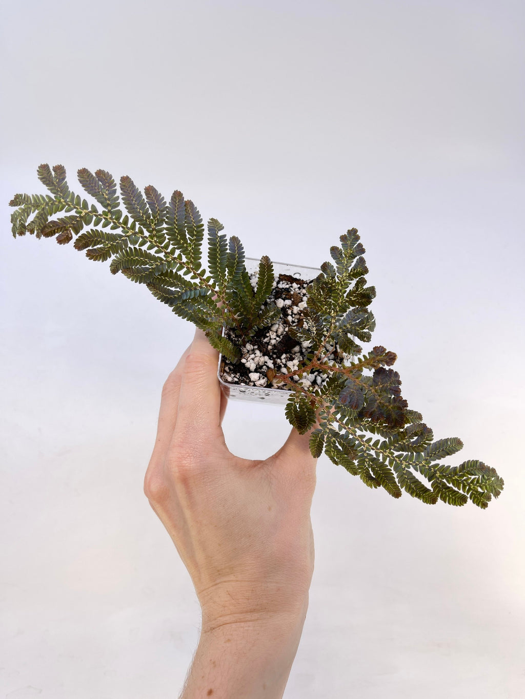Selaginella wildenowii