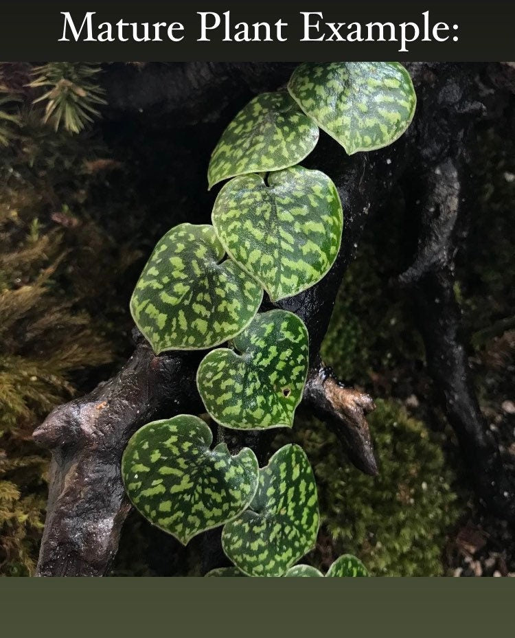 Scindapsus pictus ‘Hassk’