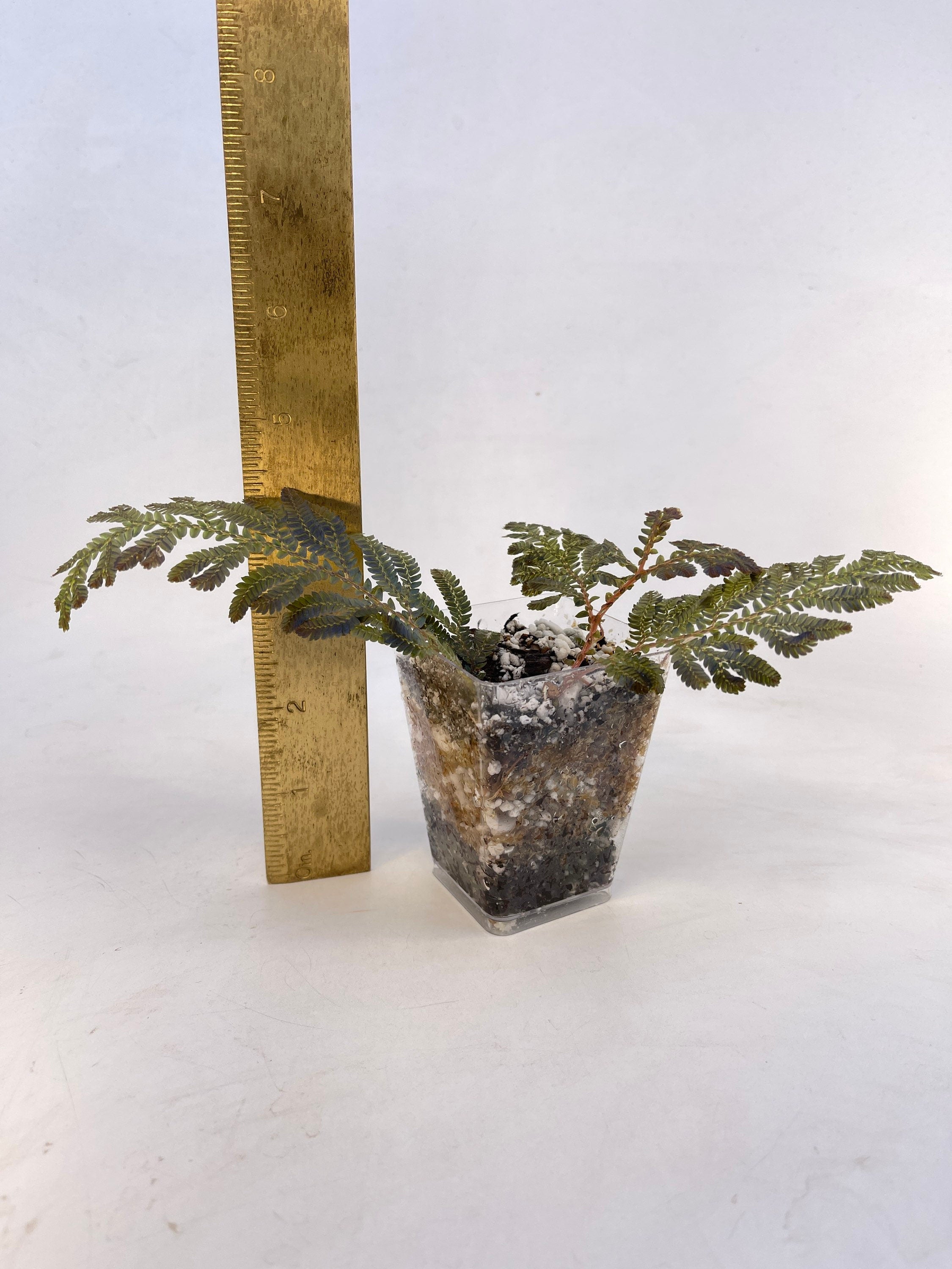 Selaginella wildenowii