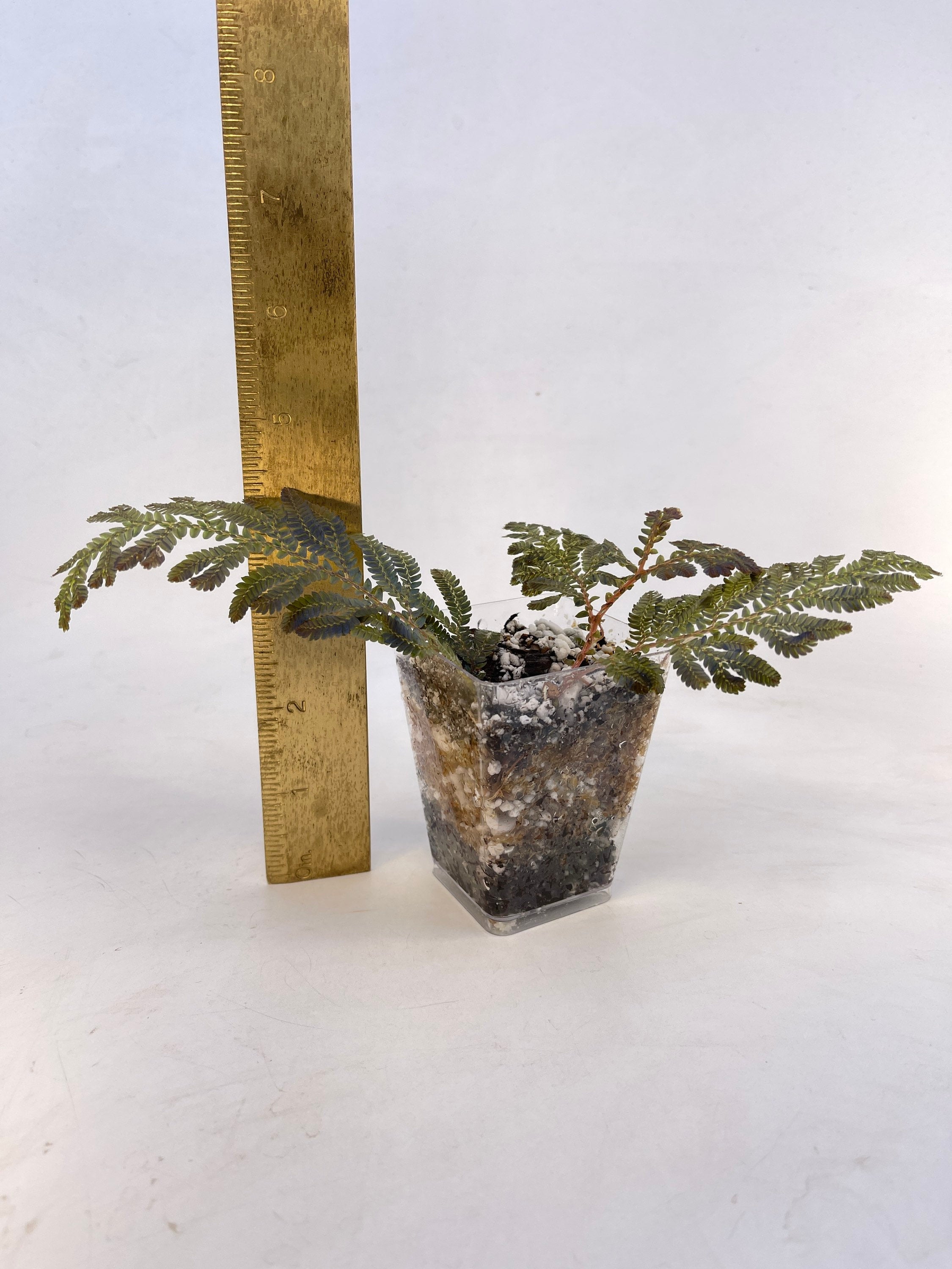 READY SOON Selaginella wildenowii