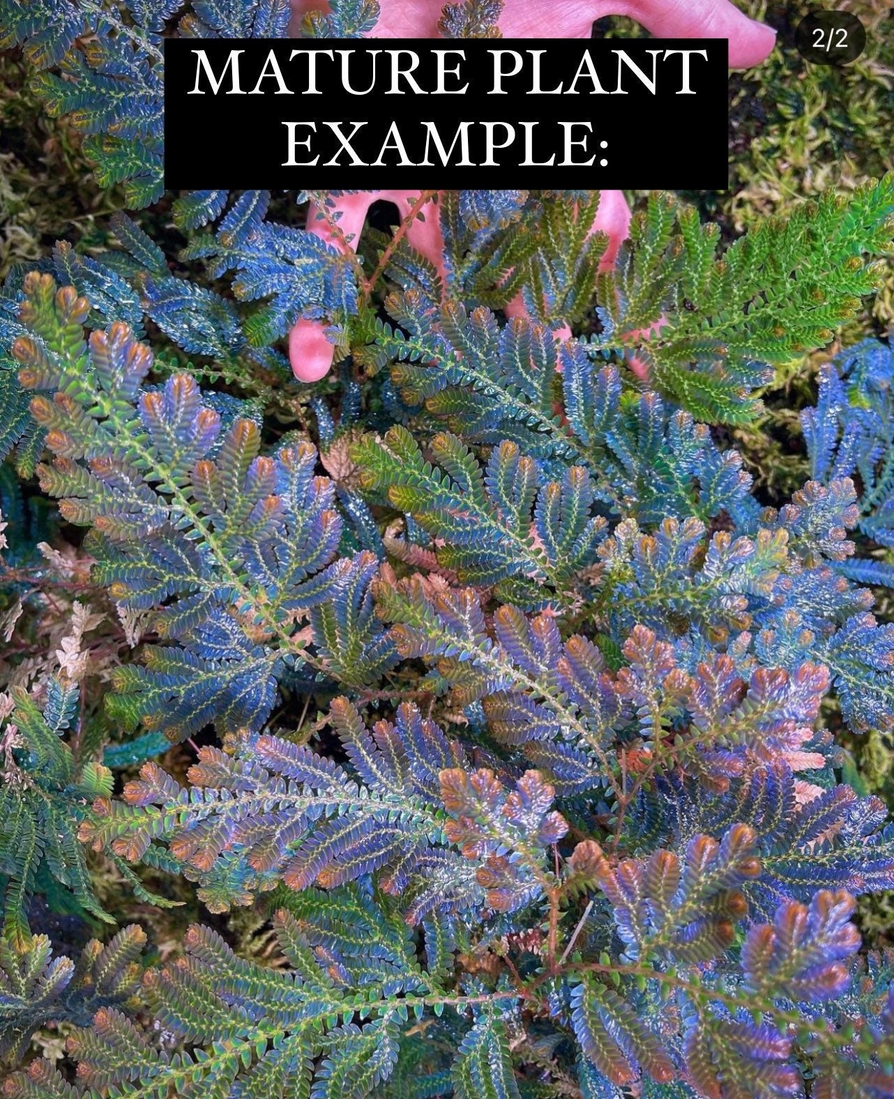 Selaginella willdenowii TOP CUTTING | Peacock Spikemoss Blue Foliage | Iridescent Terrarium Plant |