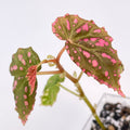 Begonia sp. negrosensis