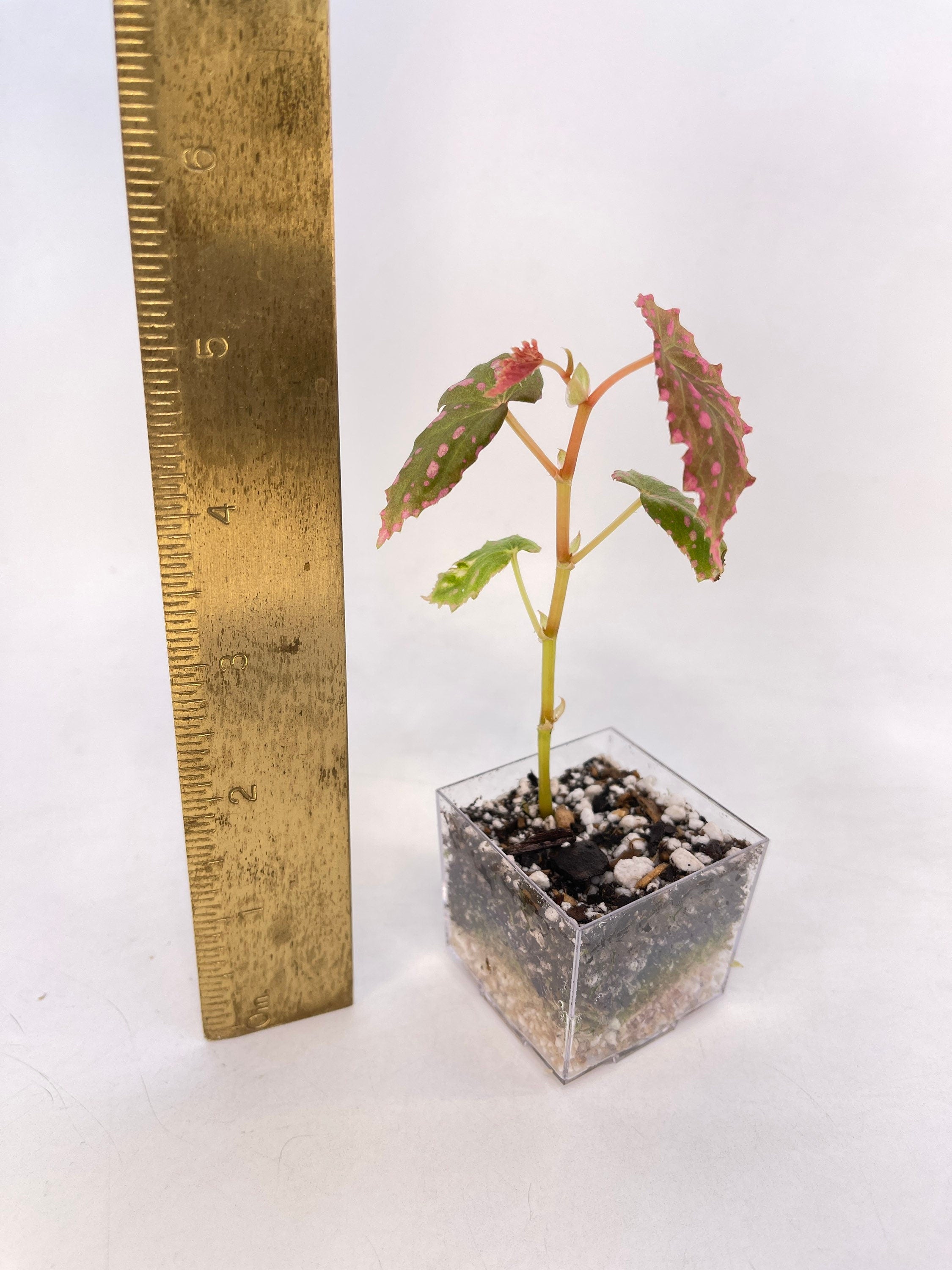 Begonia sp. negrosensis