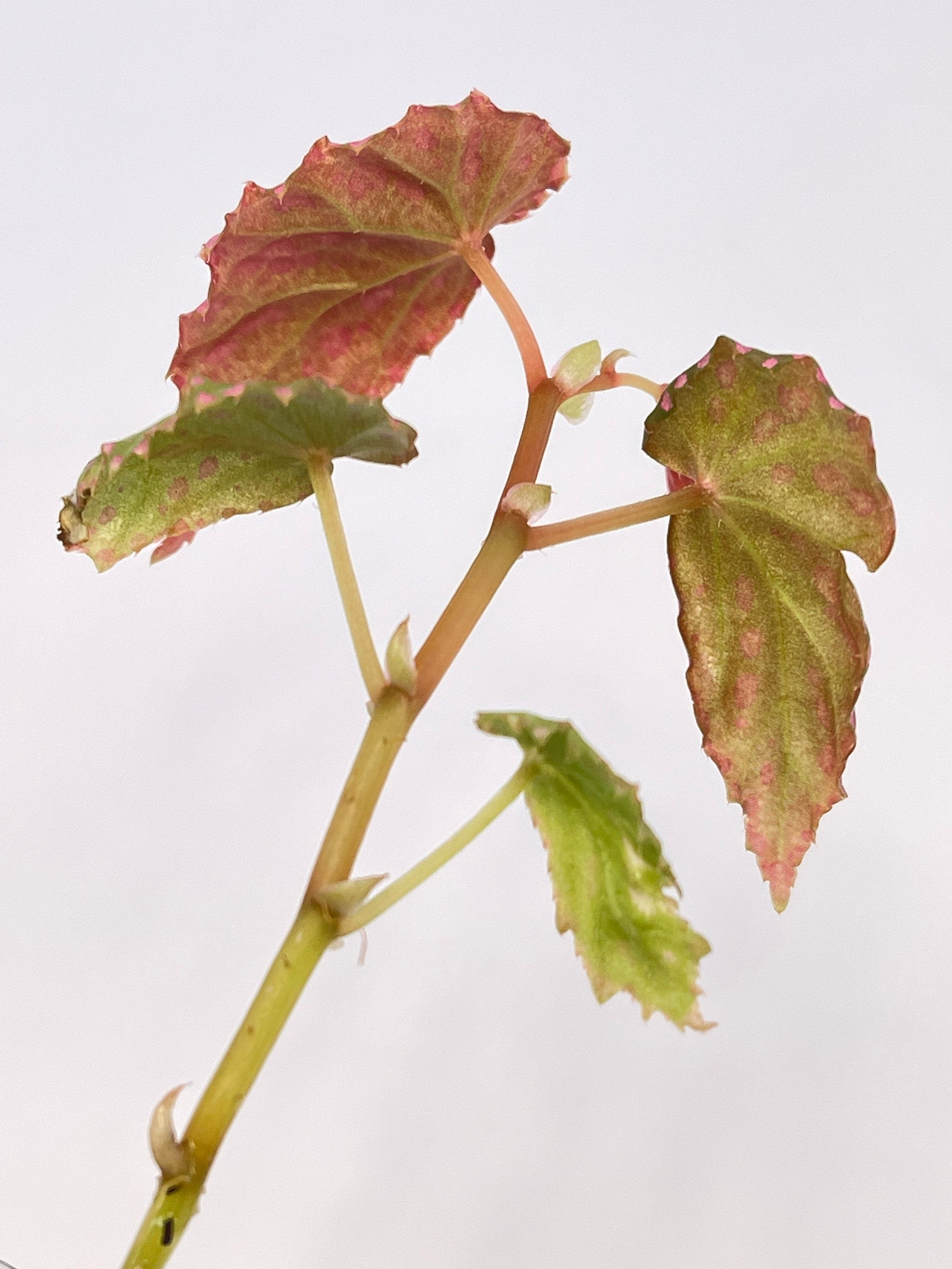 Begonia sp. negrosensis