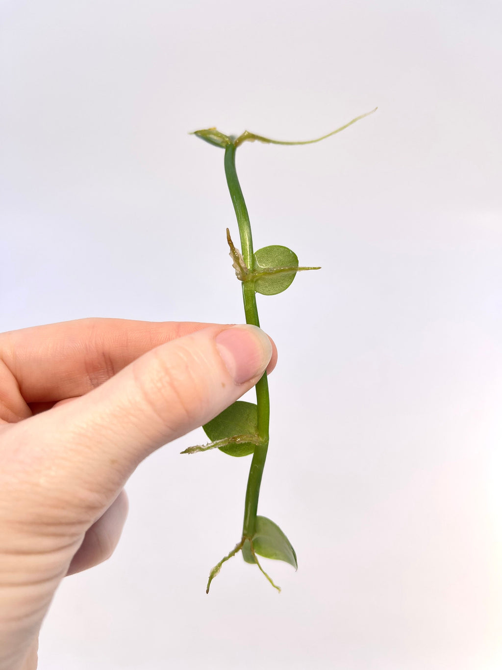 CUTTING Rhaphidophora cryptantha