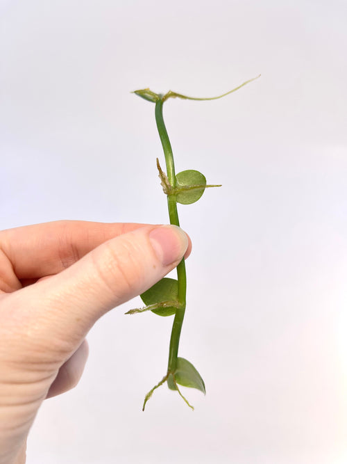 CUTTING Rhaphidophora cryptantha