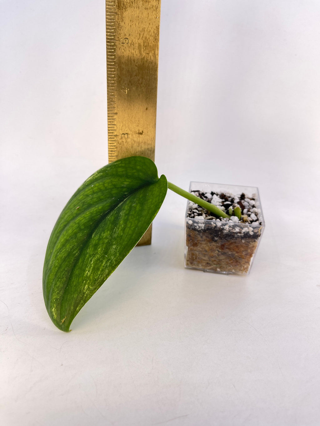 Low Variegated Jade Scindapsus Non-Exact