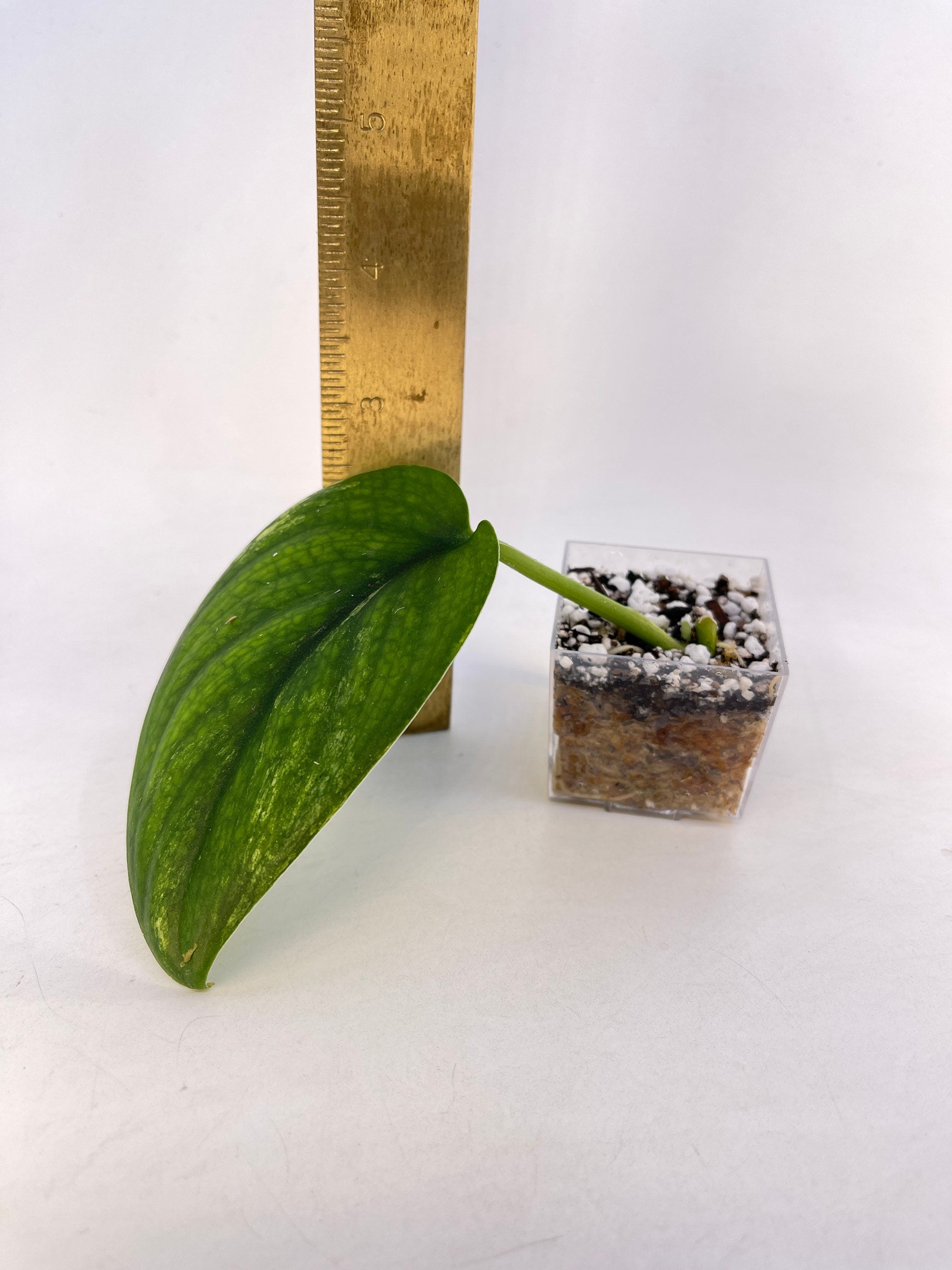 Low Variegated Jade Scindapsus Non-Exact
