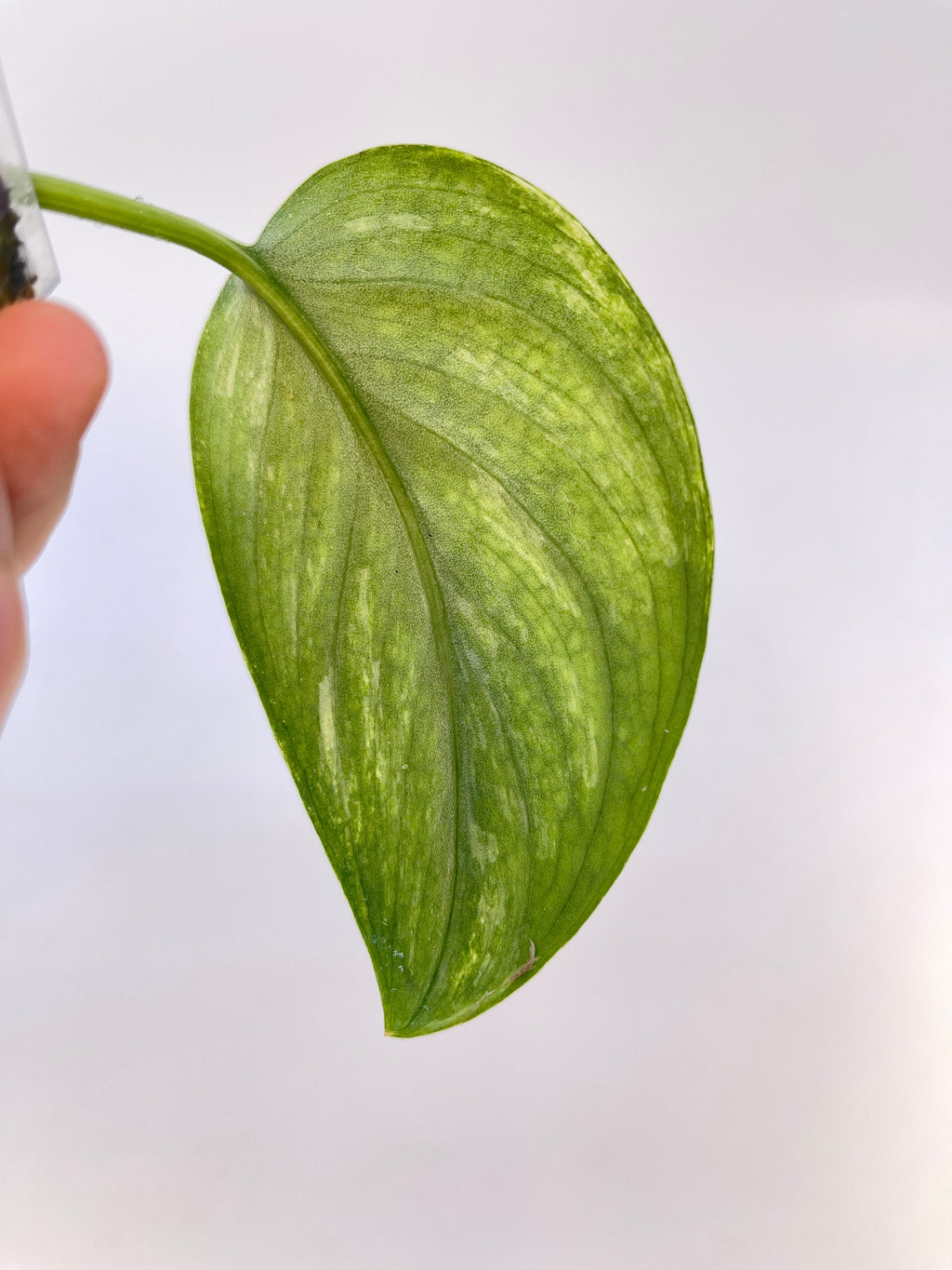 Low Variegated Jade Scindapsus Non-Exact