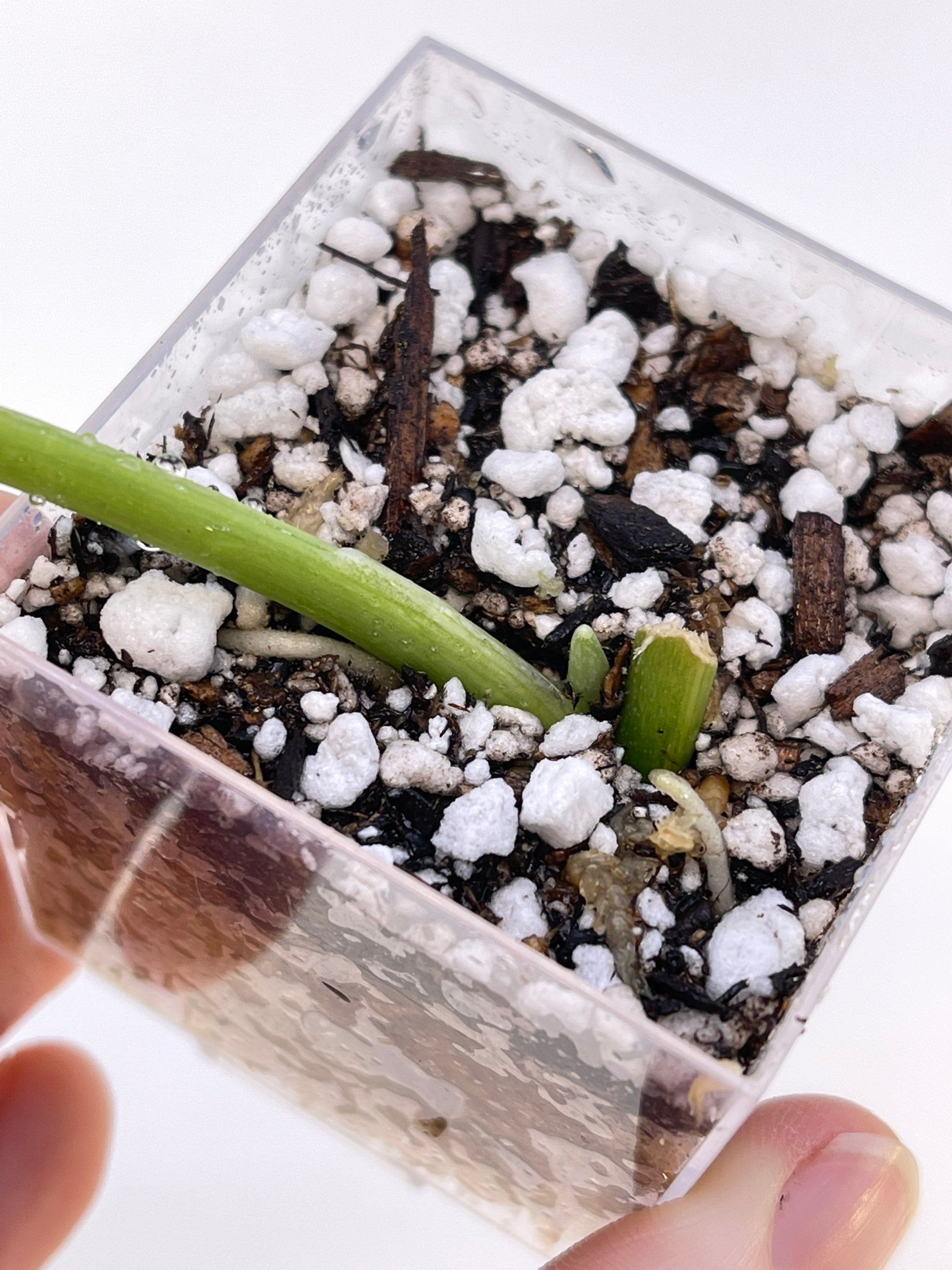 Low Variegated Jade Scindapsus Non-Exact