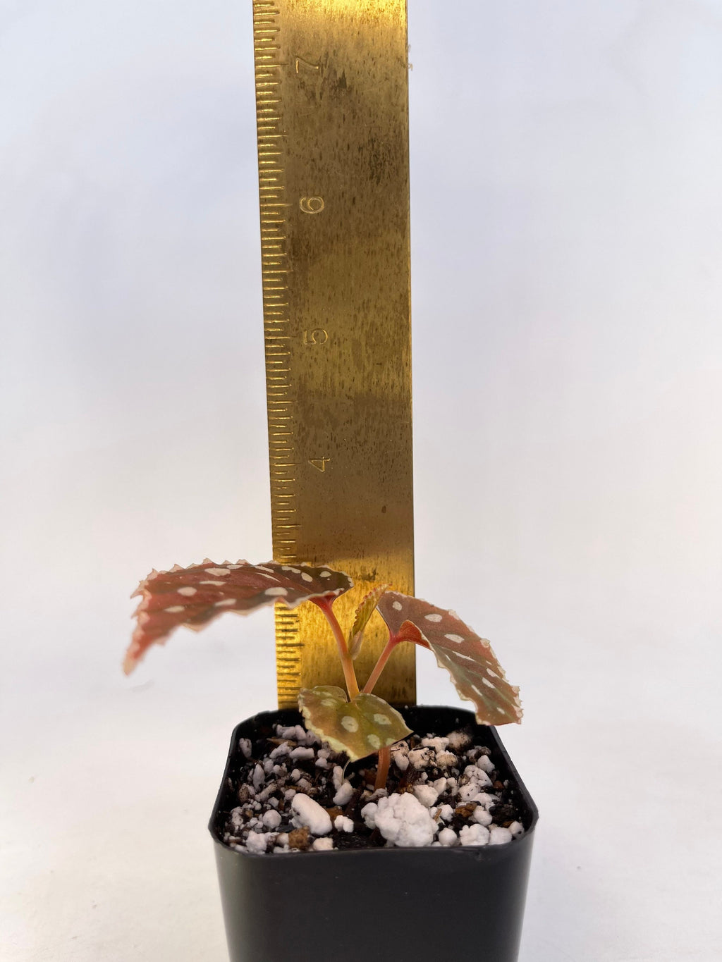 READY SOON Begonia Botanicaz 1