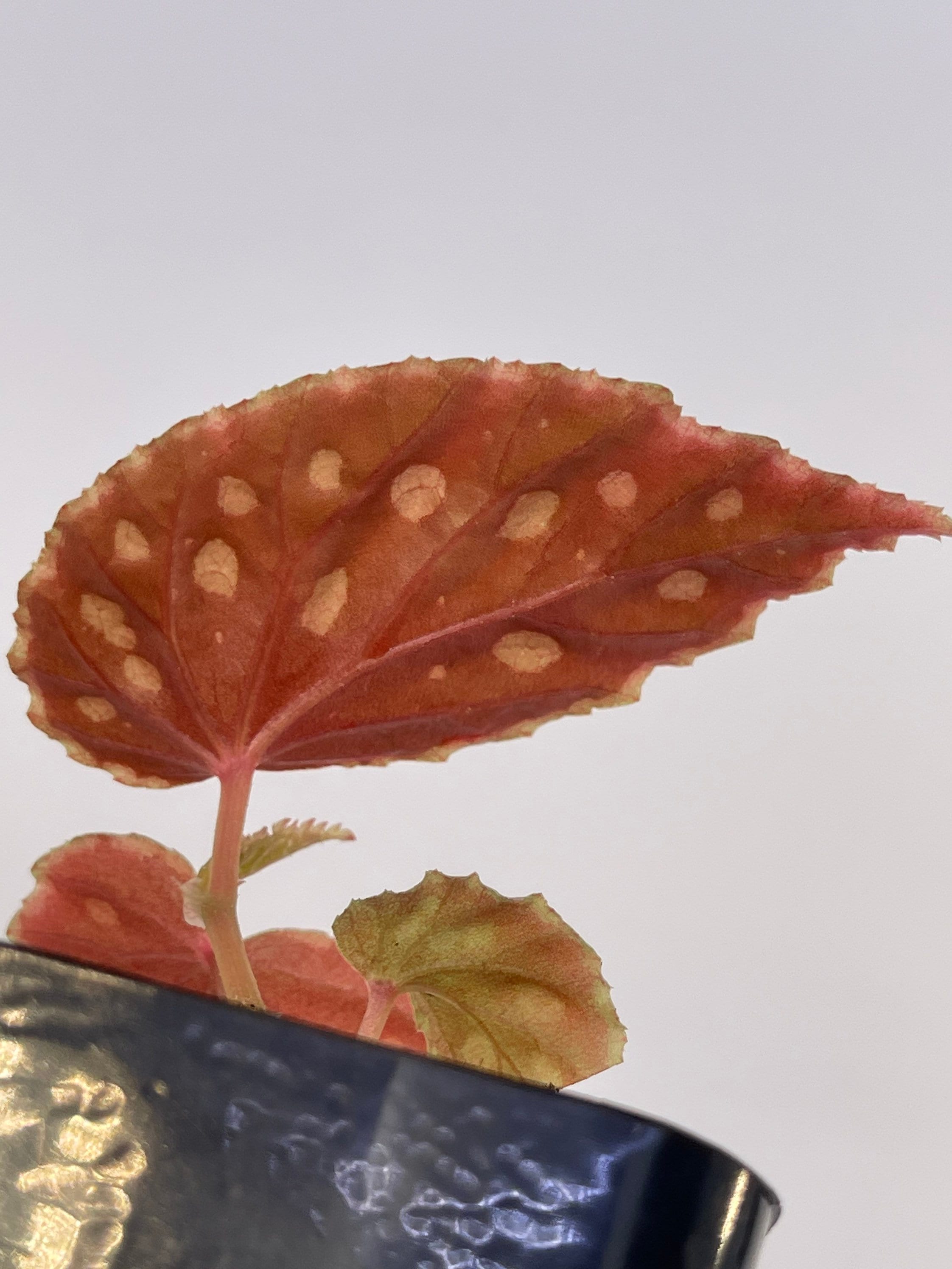 READY SOON Begonia Botanicaz 1