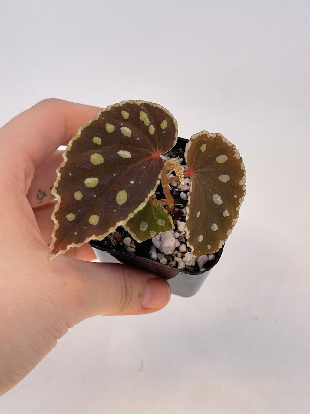 READY SOON Begonia Botanicaz 1