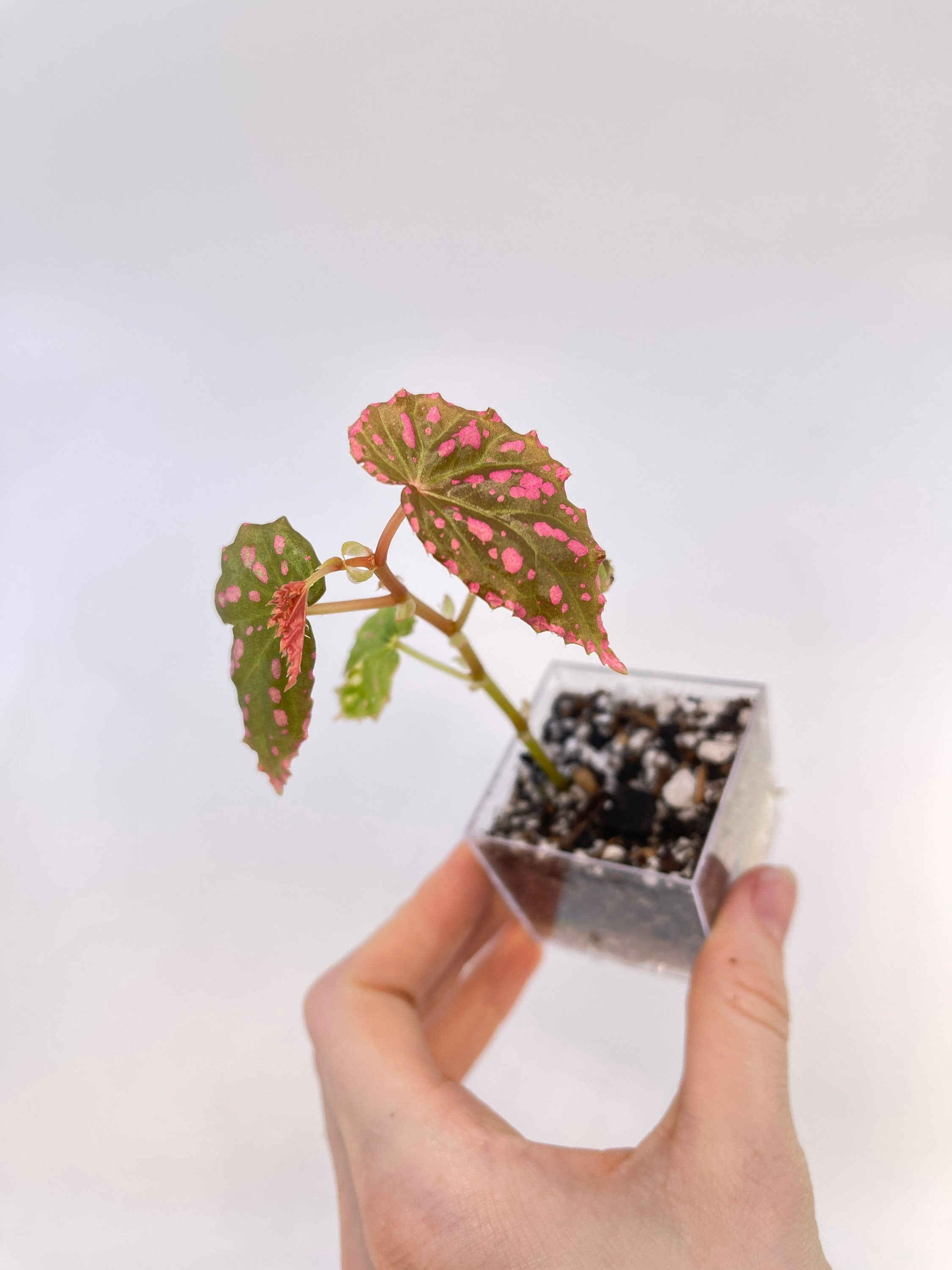 Begonia sp. negrosensis