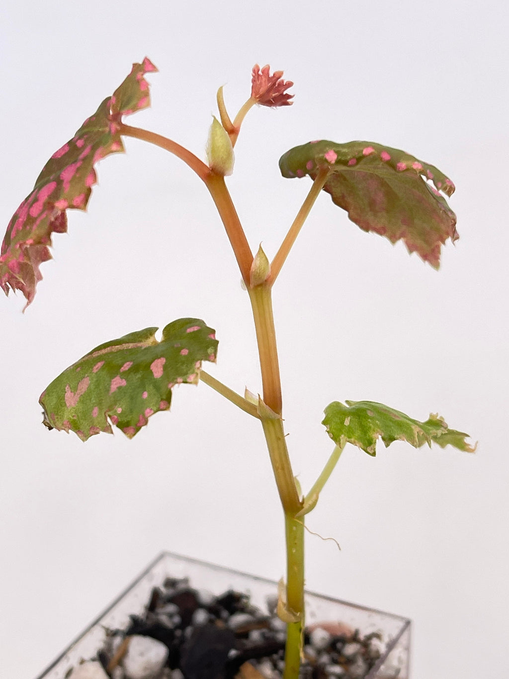 Begonia sp. negrosensis