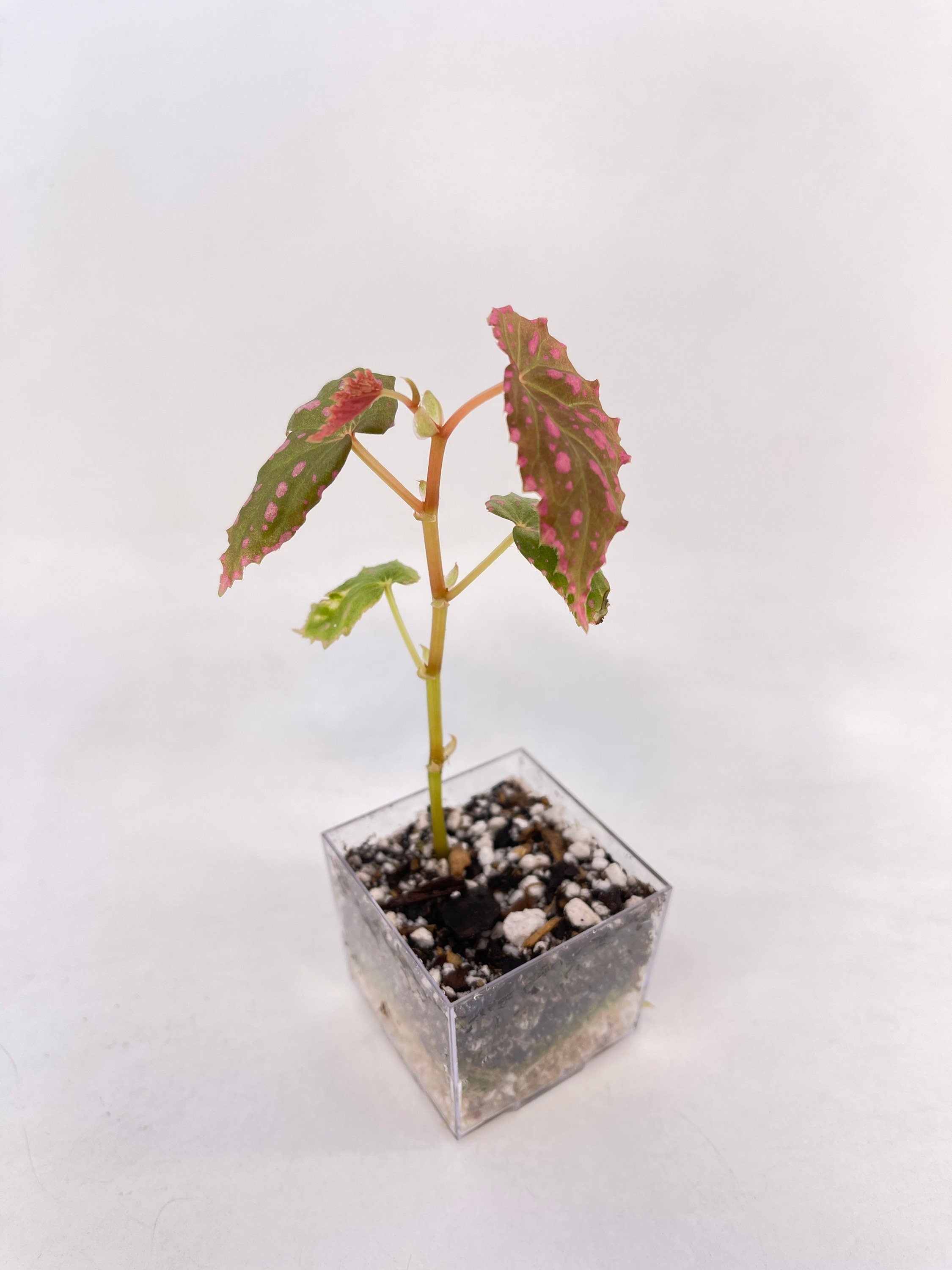 Begonia sp. negrosensis