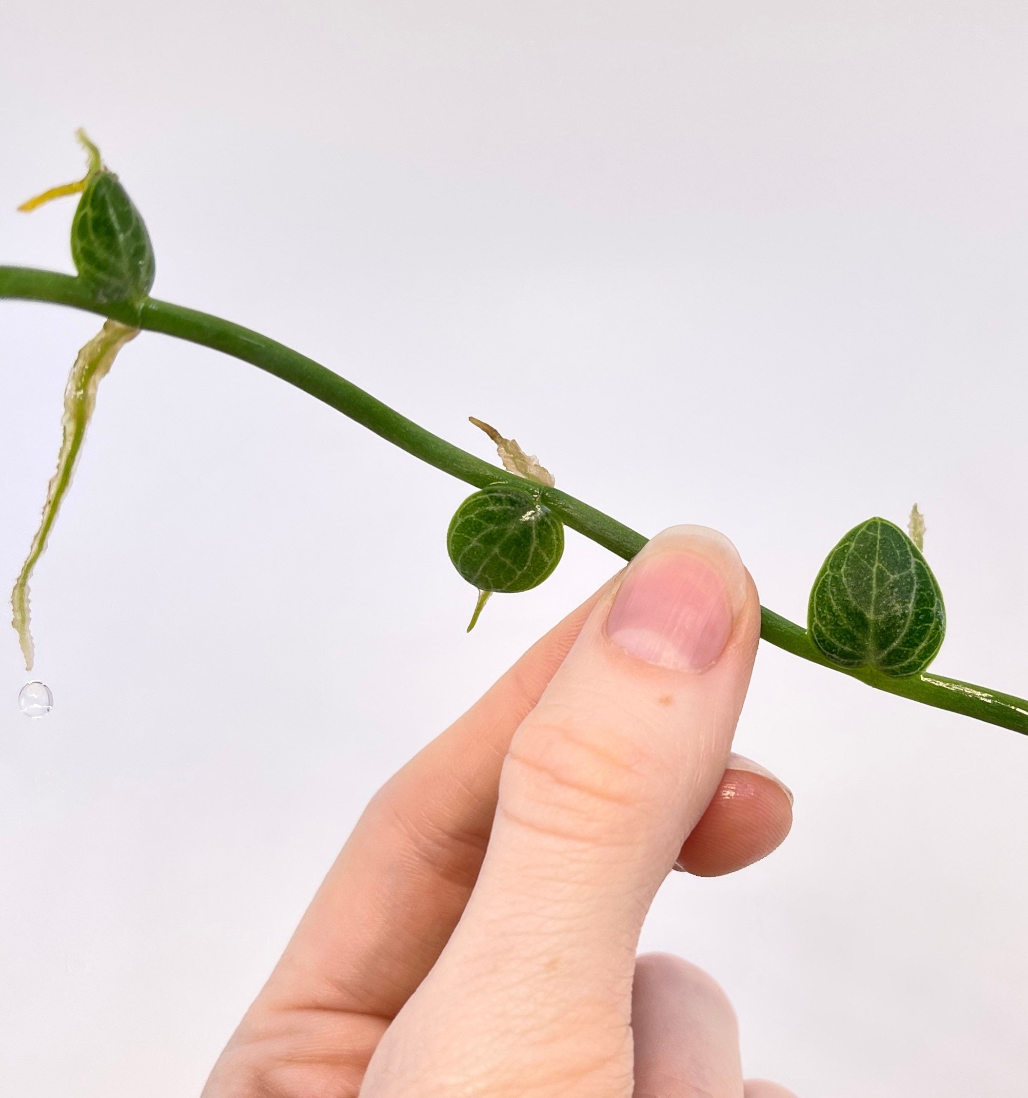 CUTTING Rhaphidophora cryptantha