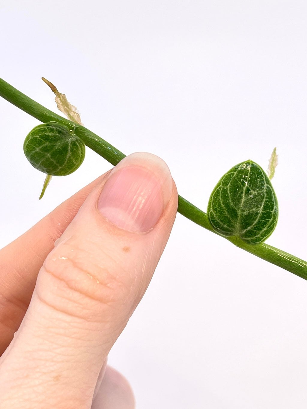CUTTING Rhaphidophora cryptantha