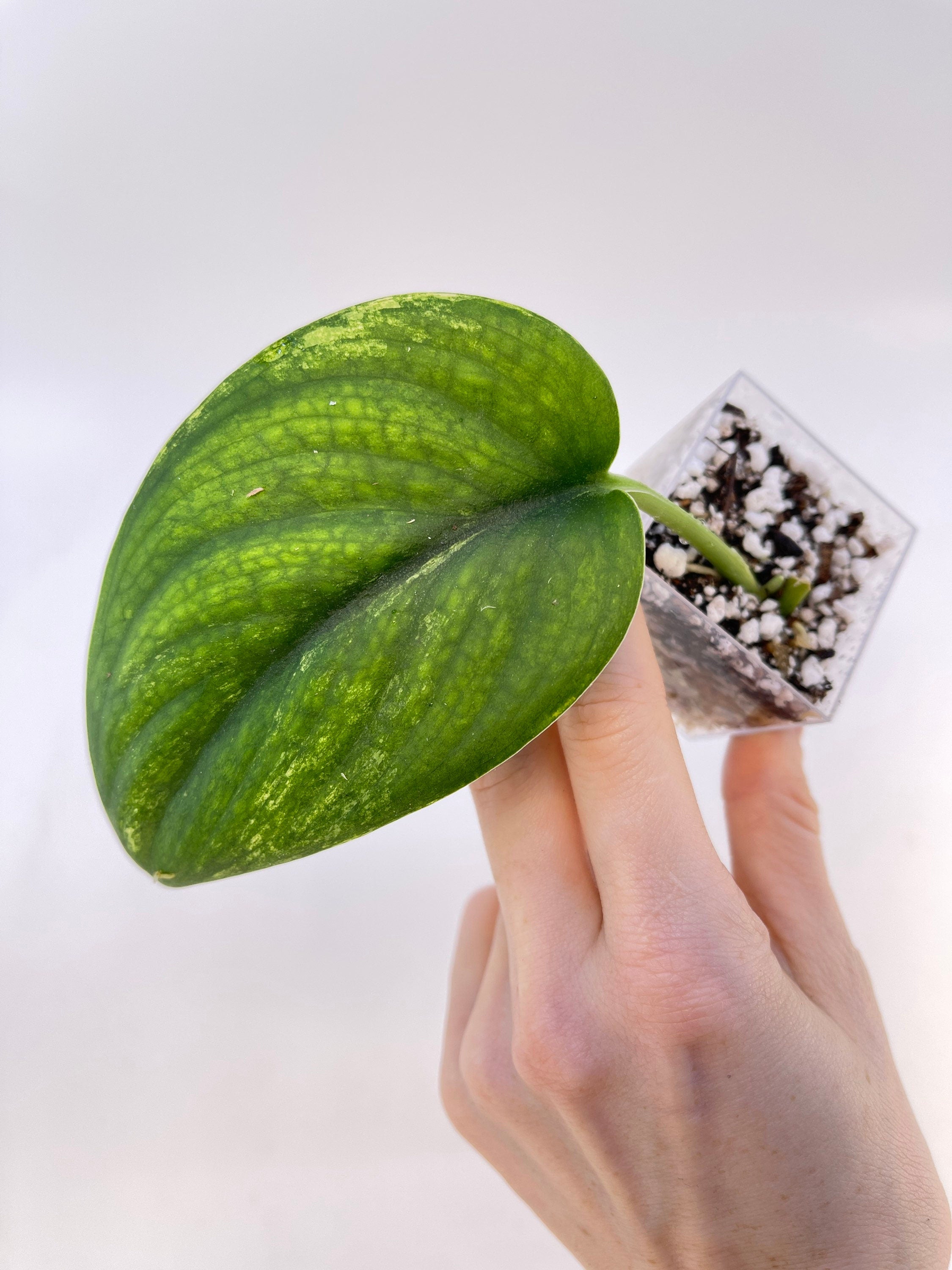 Low Variegated Jade Scindapsus Non-Exact