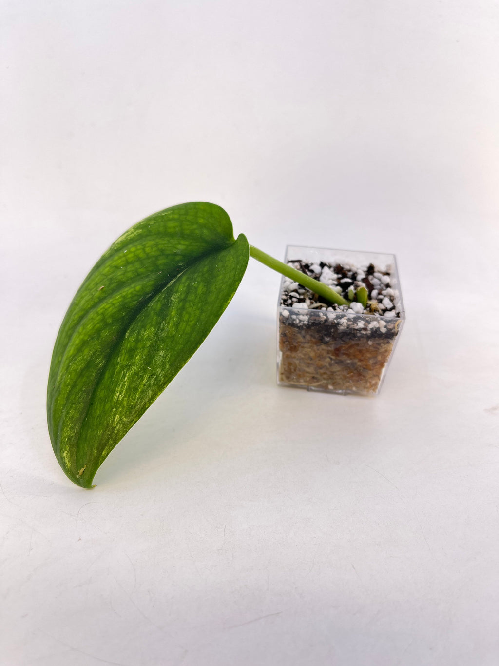 Low Variegated Jade Scindapsus Non-Exact