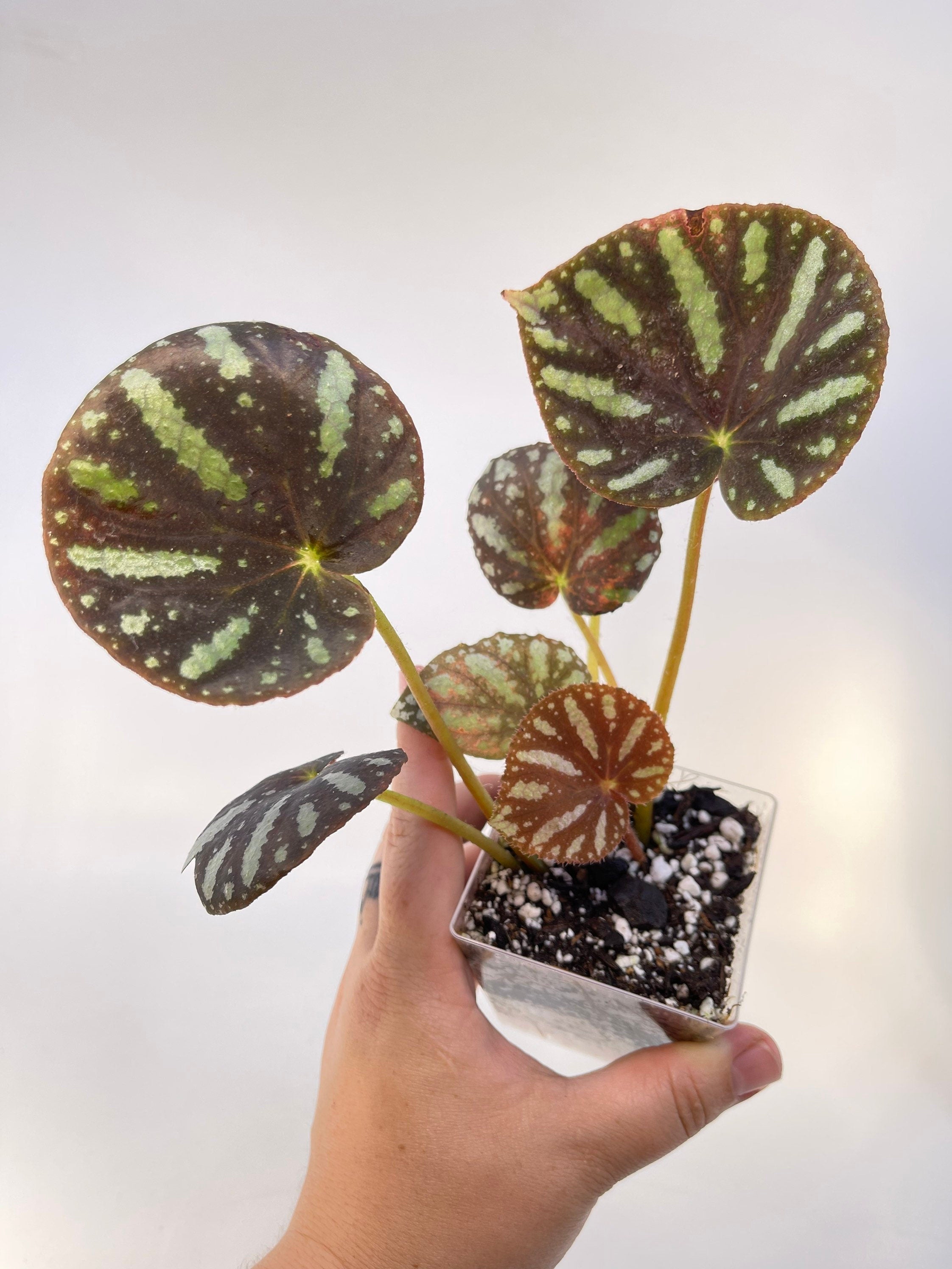 Begonia sp. balansana