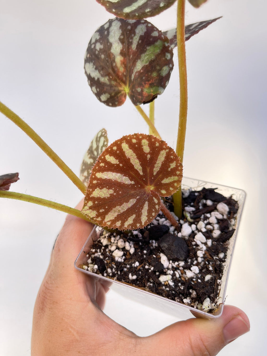 Begonia sp. balansana