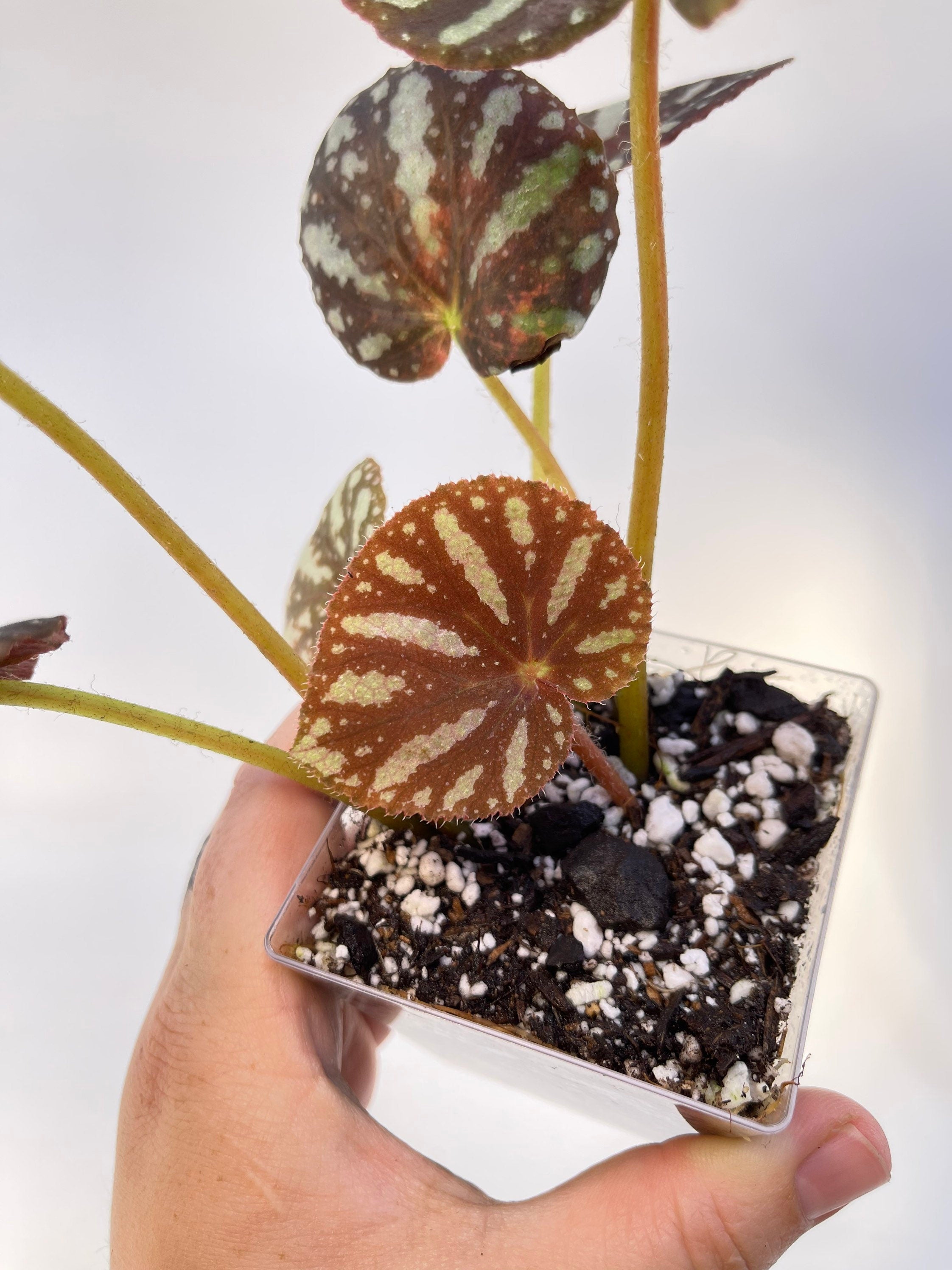 Begonia sp. balansana