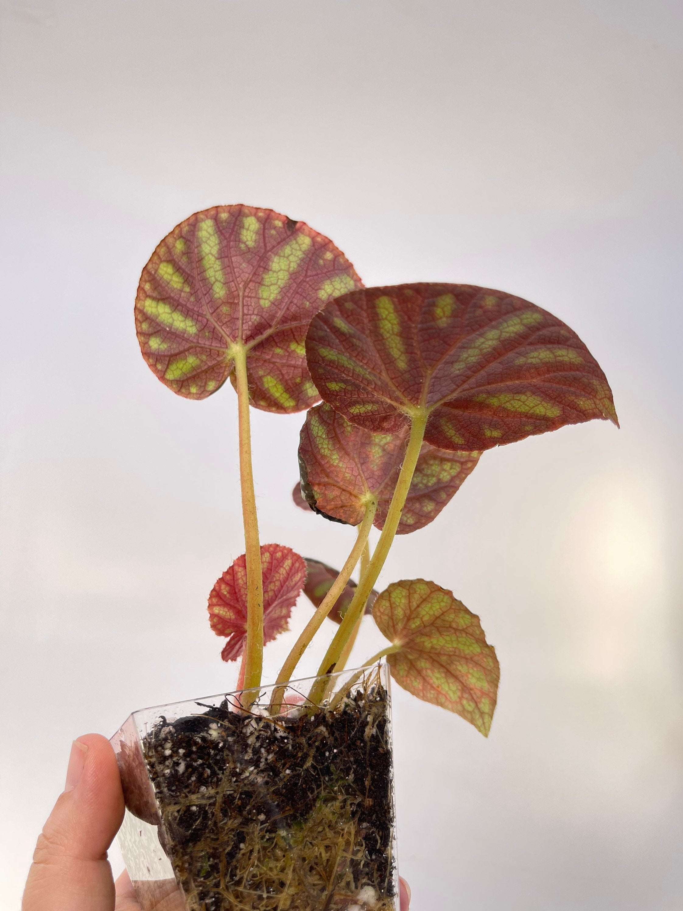 Begonia sp. balansana