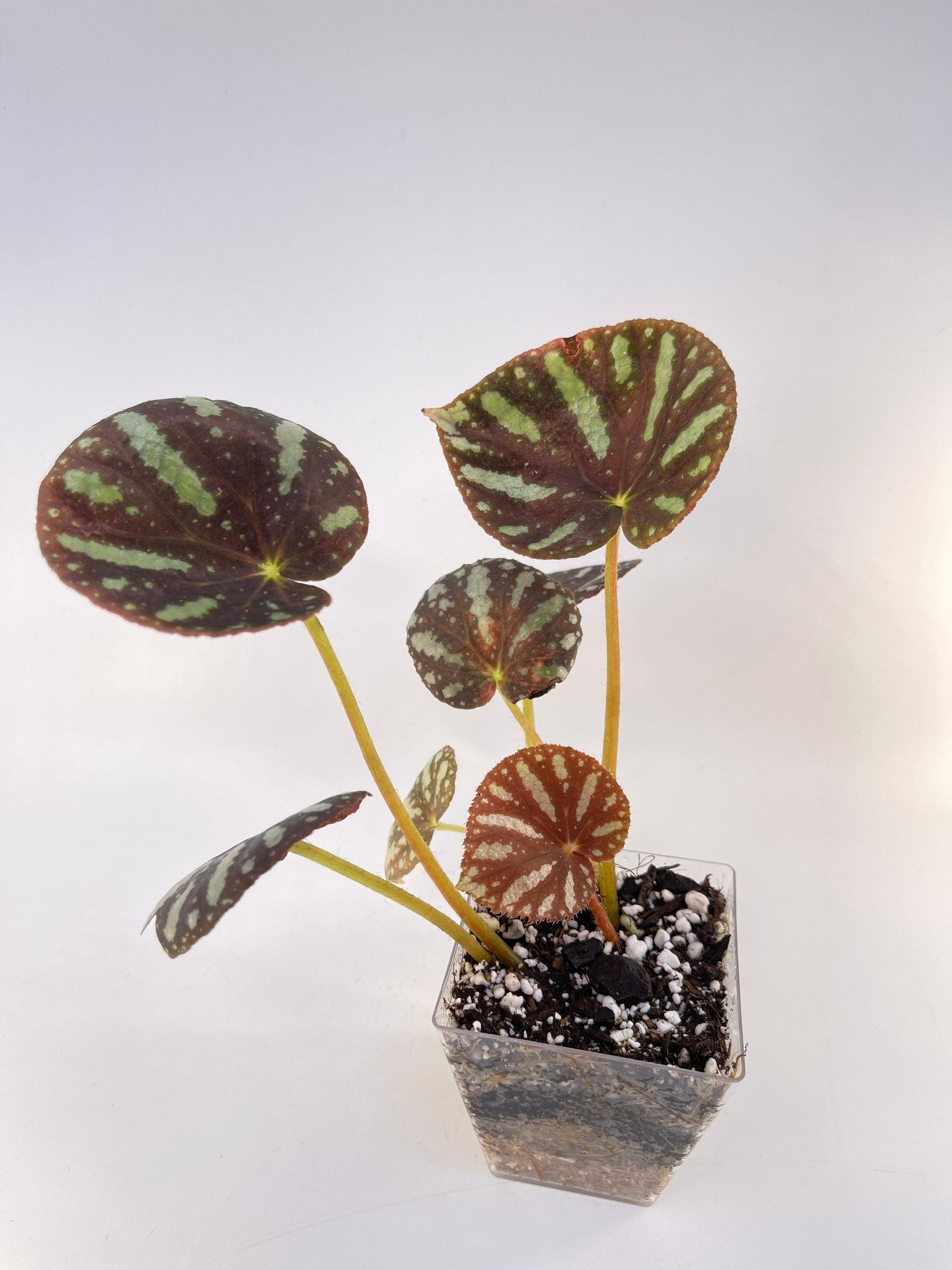 Begonia sp. balansana