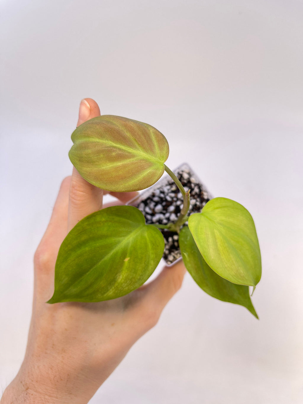 Philodendron camposportoanum (Can acclimate to house conditions)