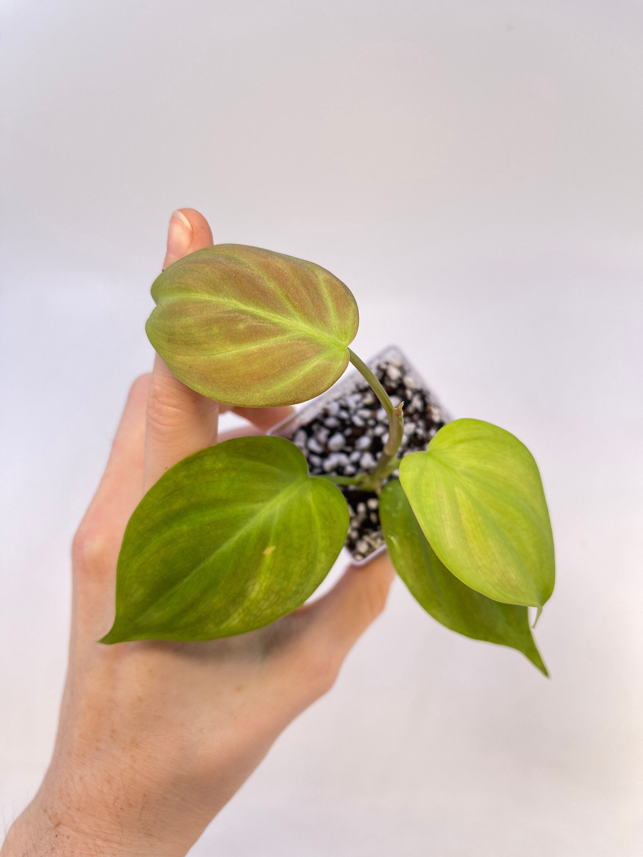 Philodendron camposportoanum (Can acclimate to house conditions)