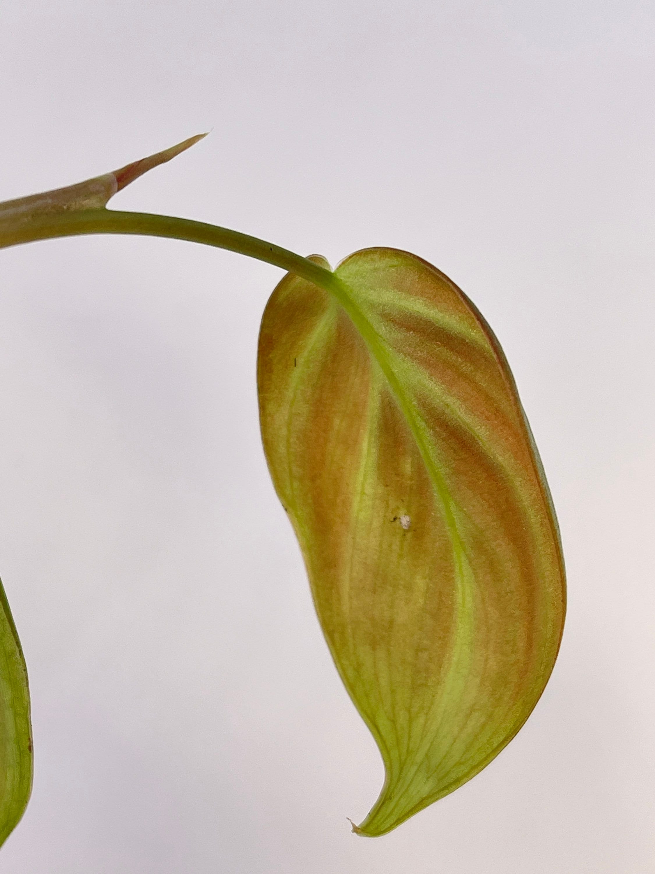 Philodendron camposportoanum (Can acclimate to house conditions)